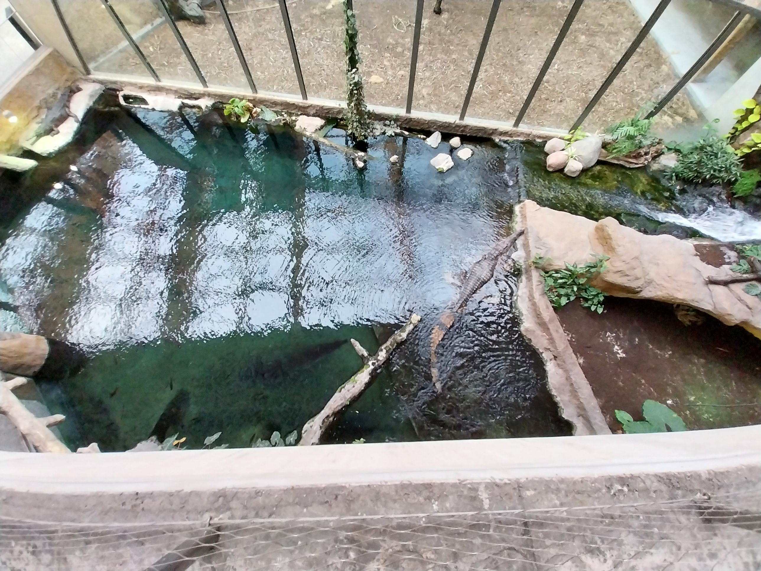 Orientarium - Jungle Hall - False Gharial (Tomistoma schlegelii)