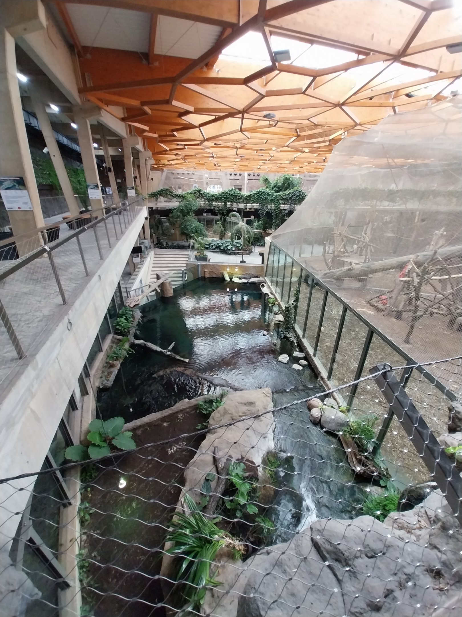 Orientarium - Jungle Hall - False Gharial (Tomistoma schlegelii)