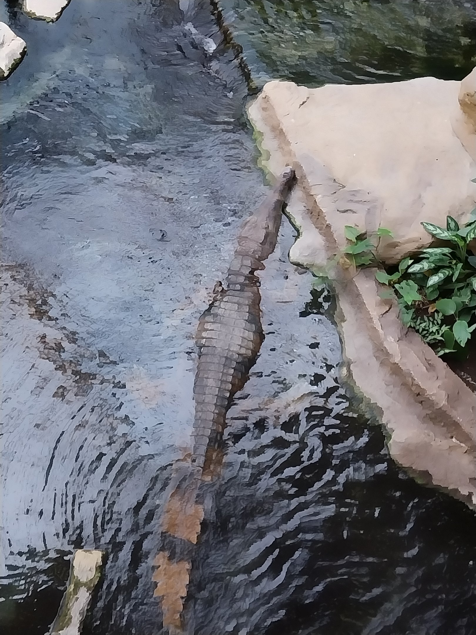 Orientarium - Jungle Hall - False Gharial (Tomistoma schlegelii)