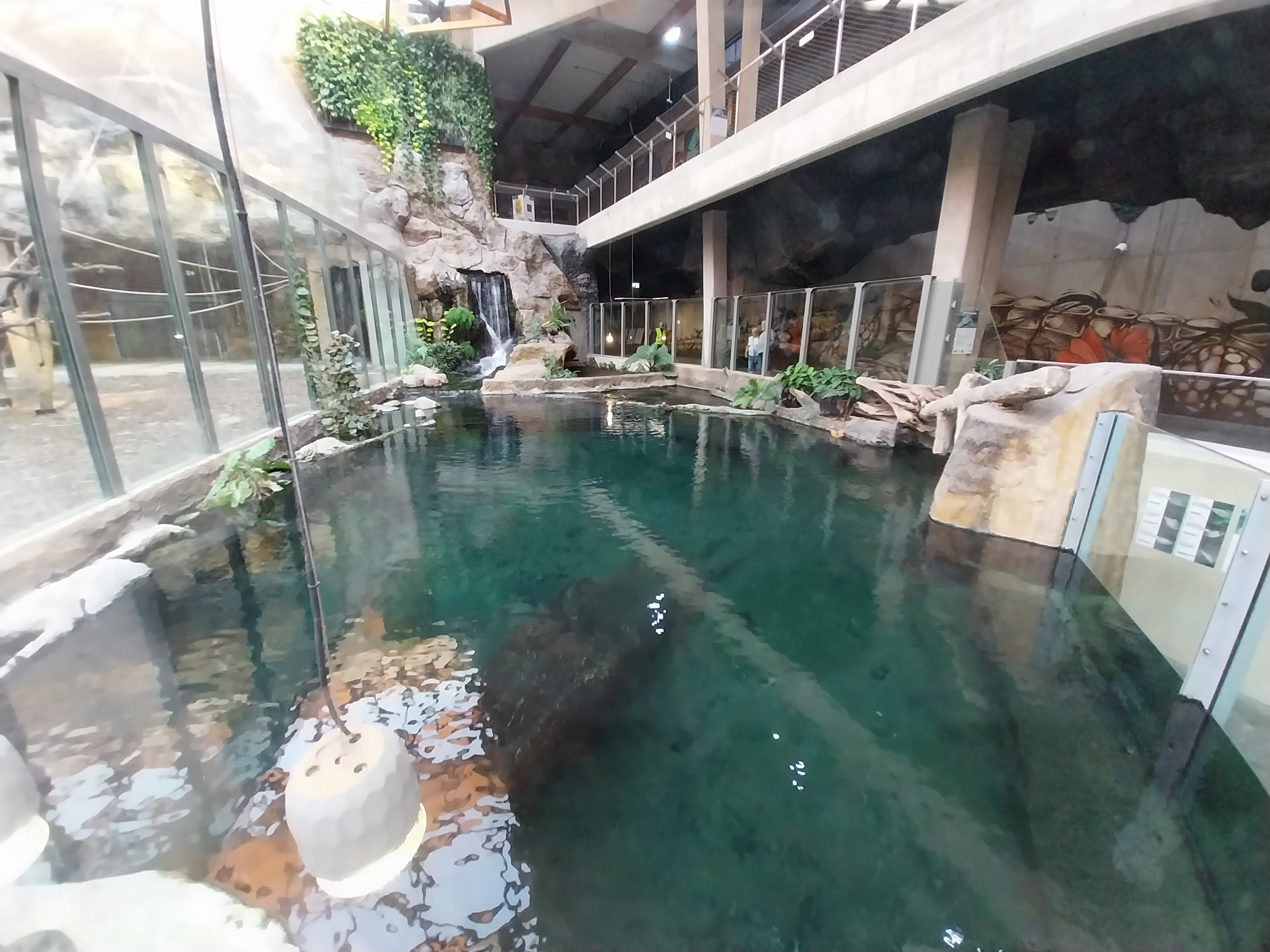 Orientarium - Jungle Hall - False Gharial (Tomistoma schlegelii)