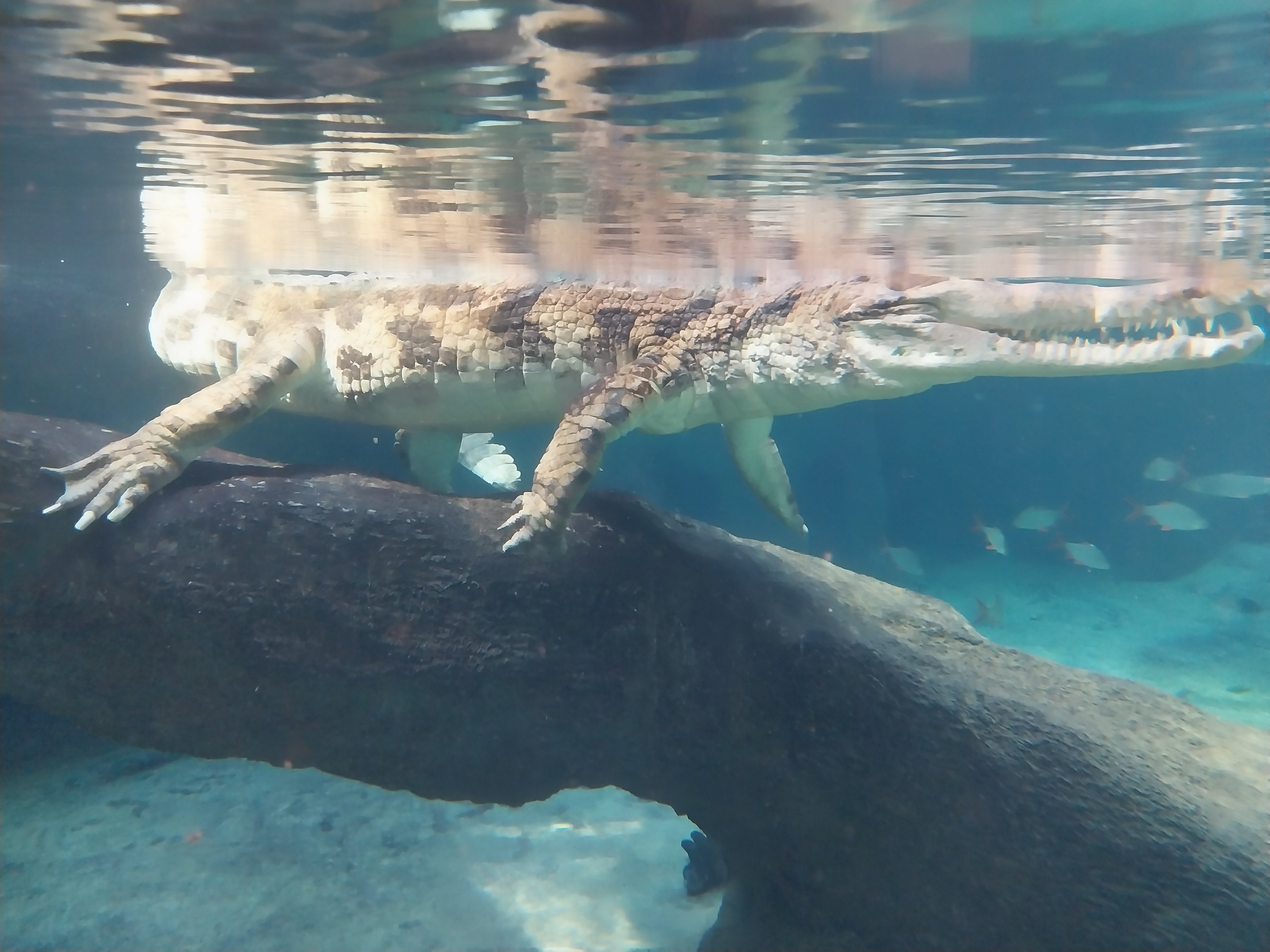 Orientarium - Jungle Hall - False Gharial (Tomistoma schlegelii)