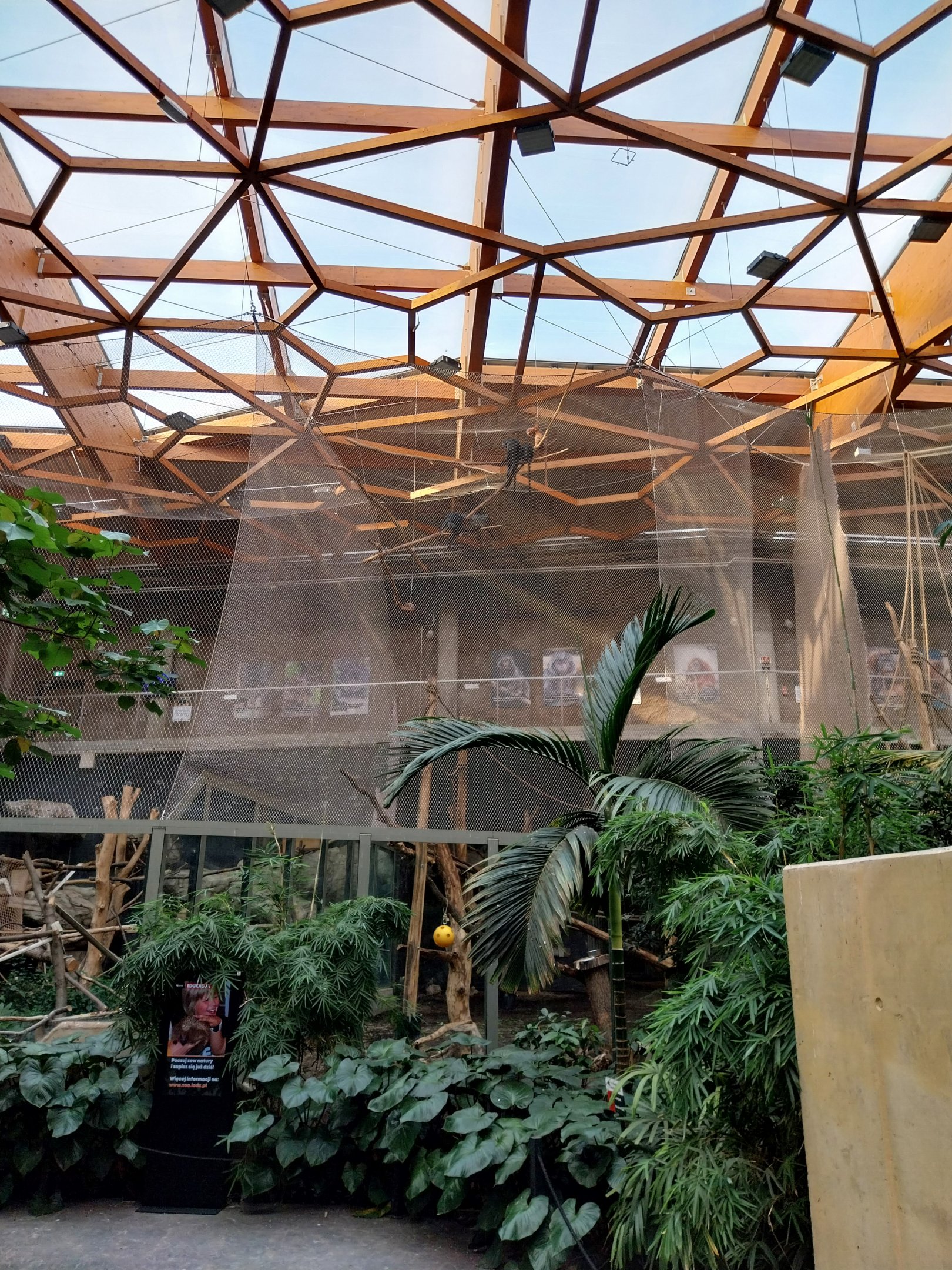 Orientarium - Jungle Hall - Javan Lutung (Trachypithecus auratus)