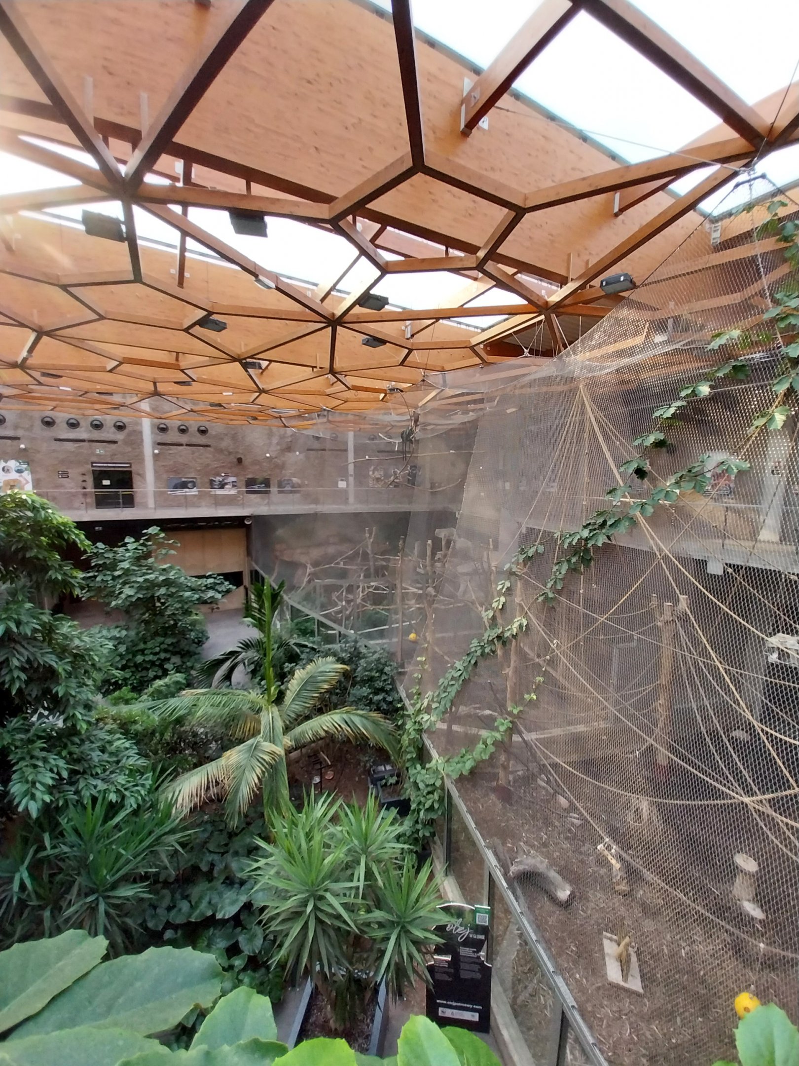 Orientarium - Jungle Hall - Rec-cheeked Gibbon, Javan Lutung and Binturong enclosures