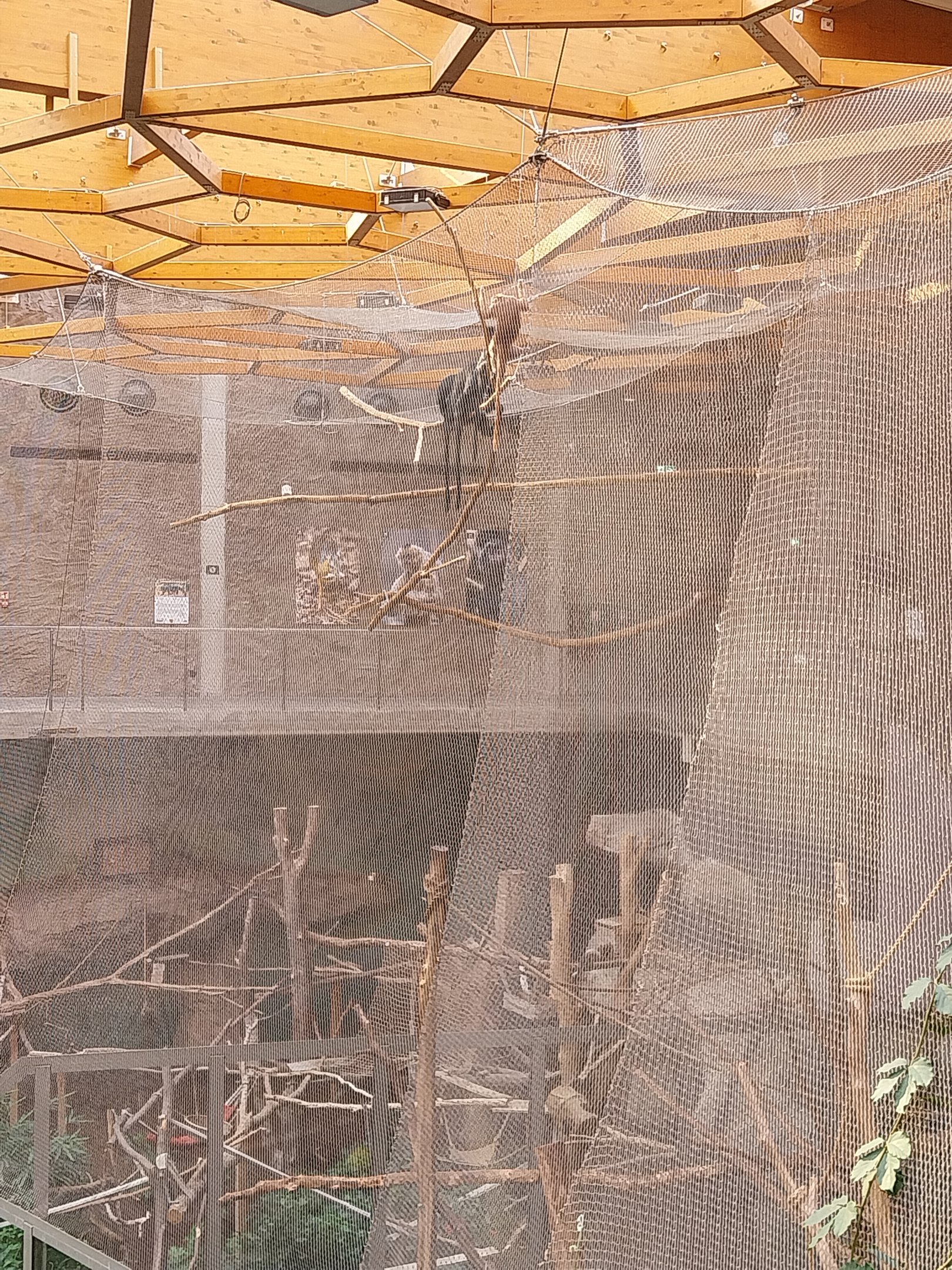 Orientarium - Jungle Hall - Red-cheeked Gibbon (Nomascus gabriellae) and Javan Lutung (Trachypithecus auratus)