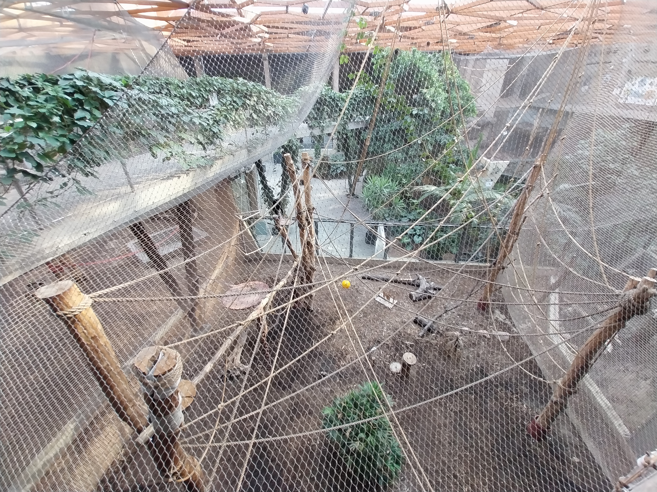 Orientarium - Jungle Hall - Red-cheeked Gibbon (Nomascus gabriellae)
