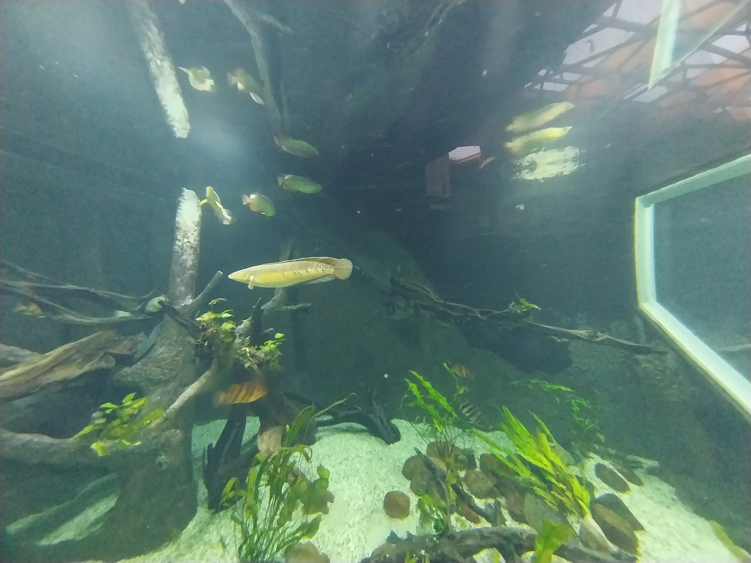 Orientarium - Jungle Hall - Southeast Asian Rivers