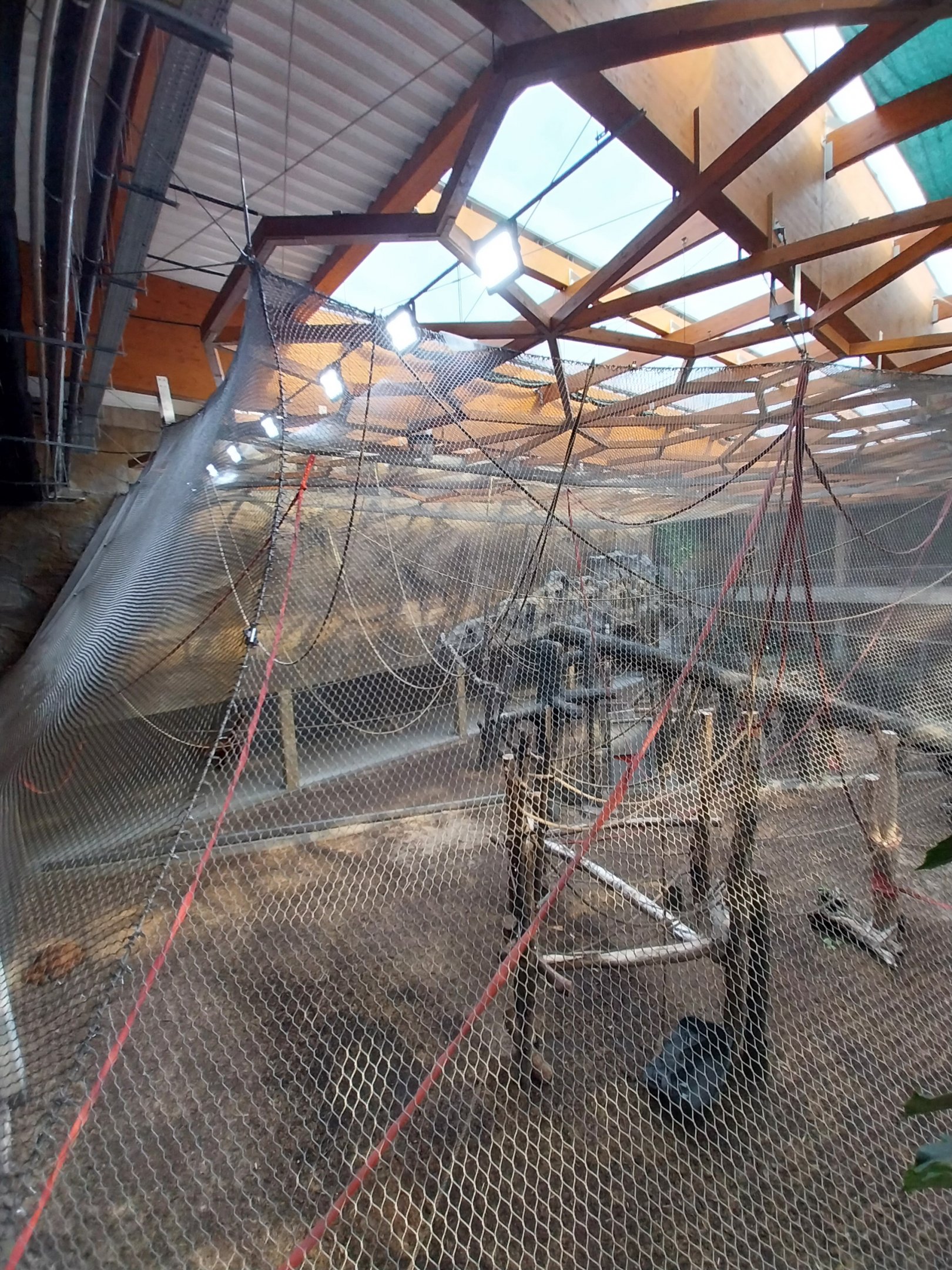 Orientarium - Jungle Hall - Sumatran Orangutan (Pongo abelii) - Second enclosure