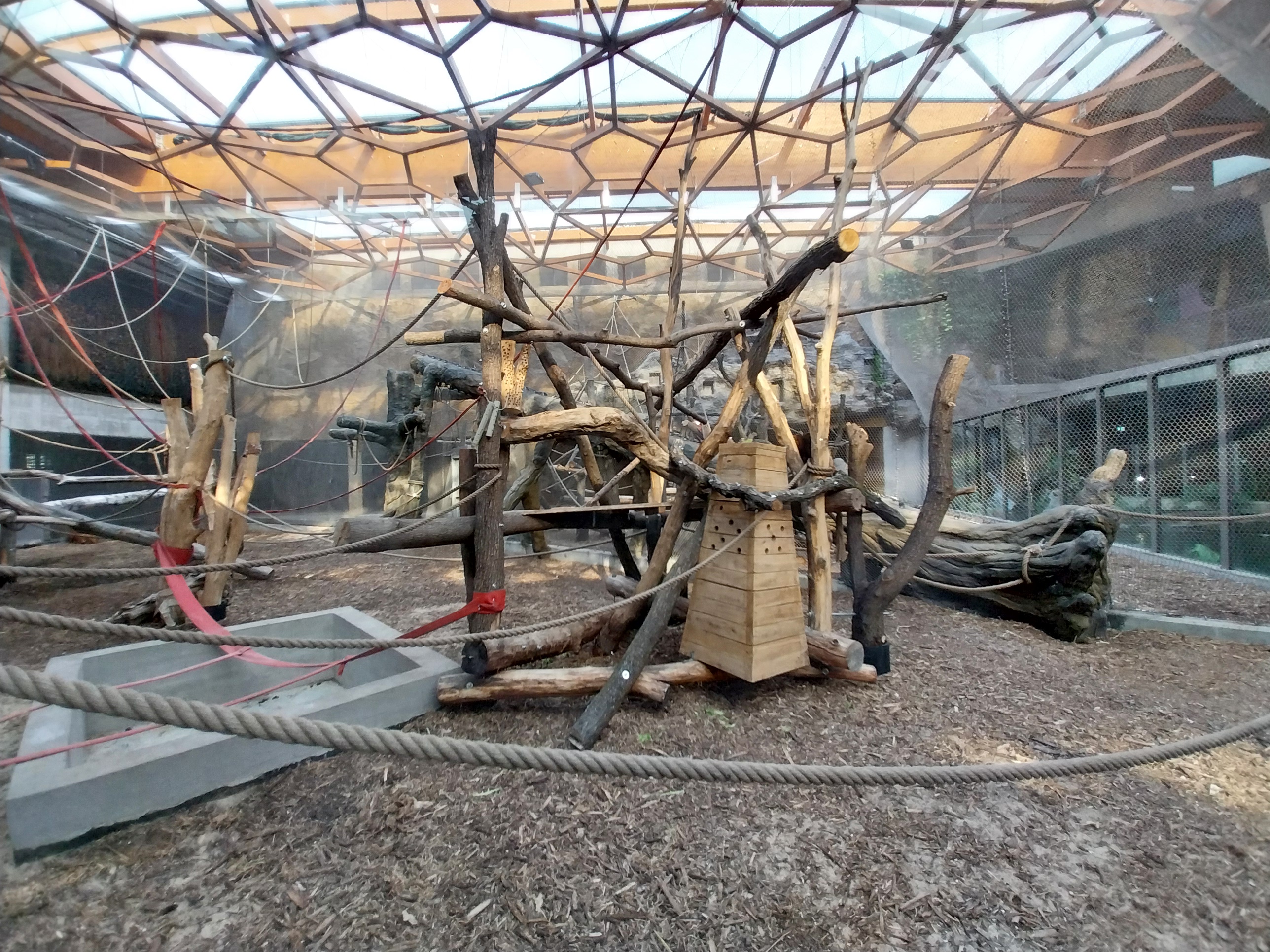 Orientarium - Jungle Hall - Sumatran Orangutan (Pongo abelii)