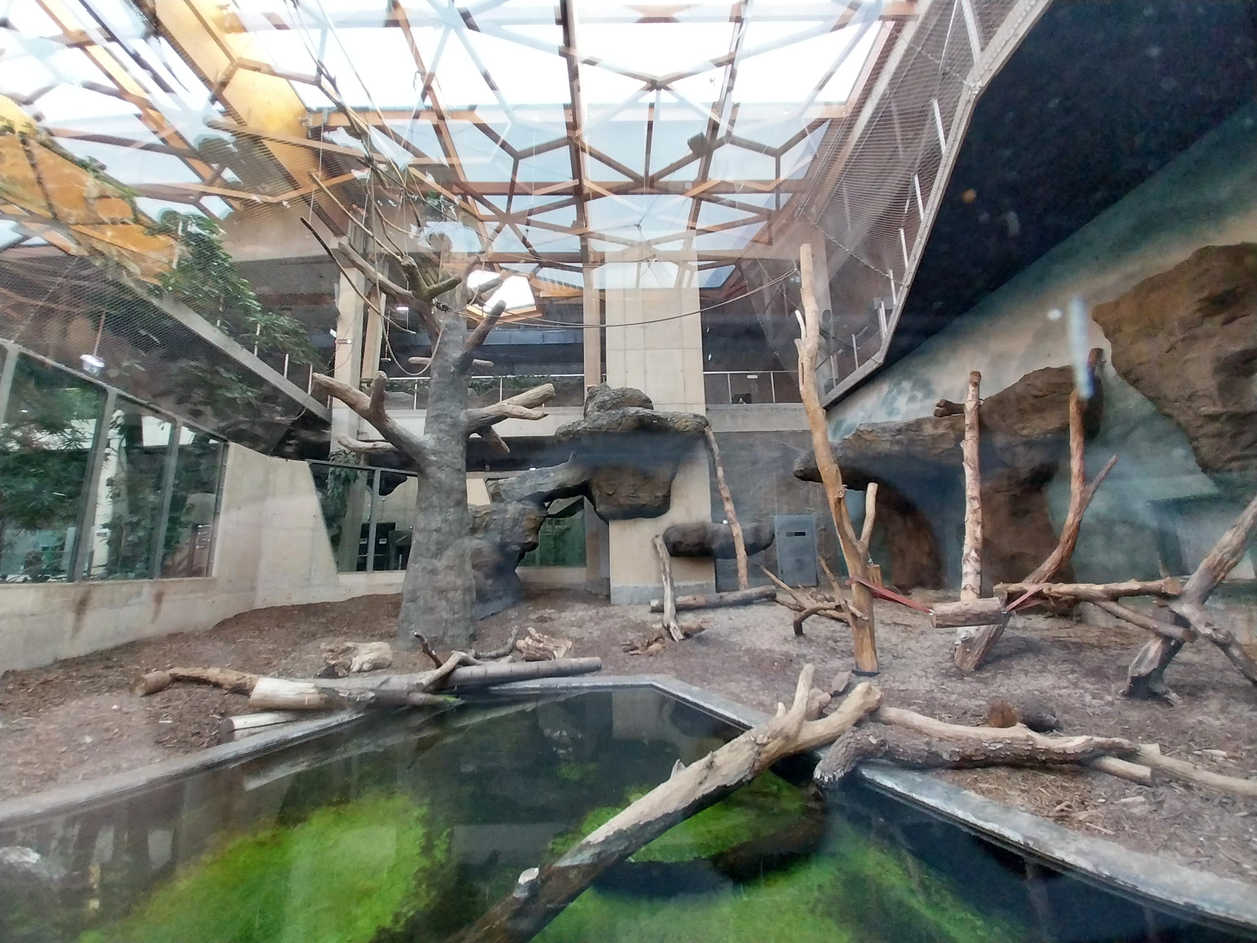 Orientarium - Jungle Hall - Sun Bear (Helarctos malayanus malayanus) and/or Javan Lutung (Trachipithecus auratus)
