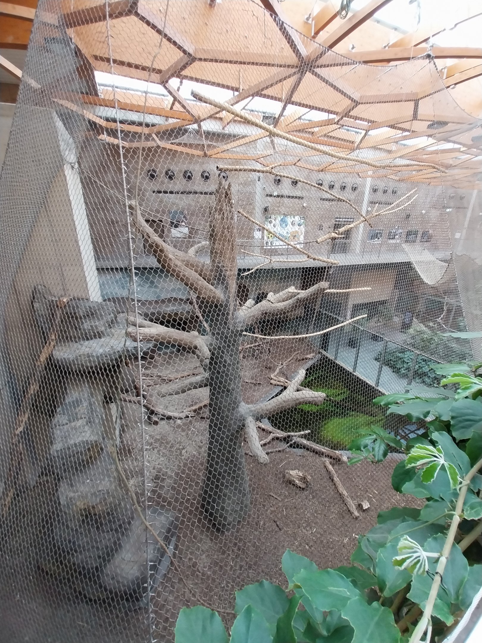 Orientarium - Jungle Hall - Sun Bear (Helarctos malayanus malayanus)