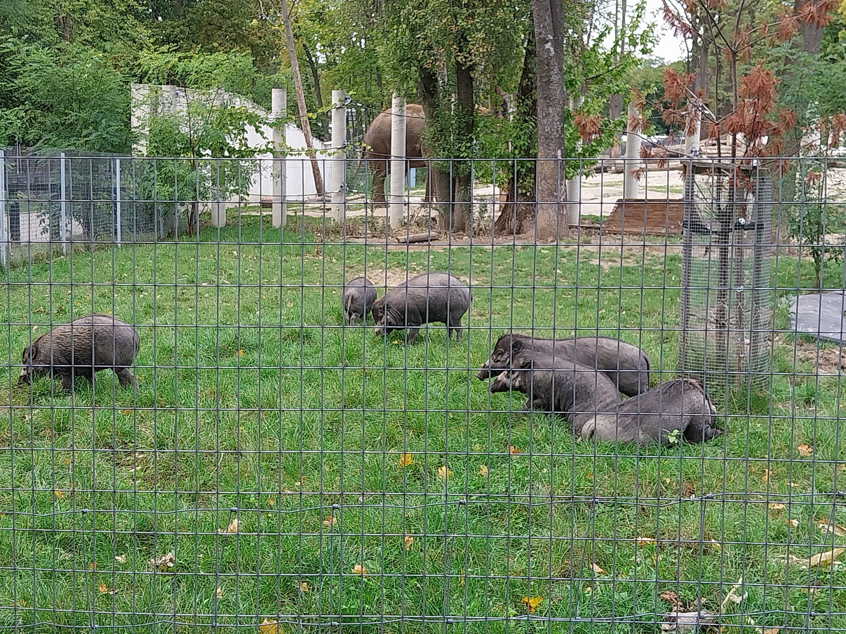 Orientarium - Negros Warty Pig (Sus cebifrons negrinus)