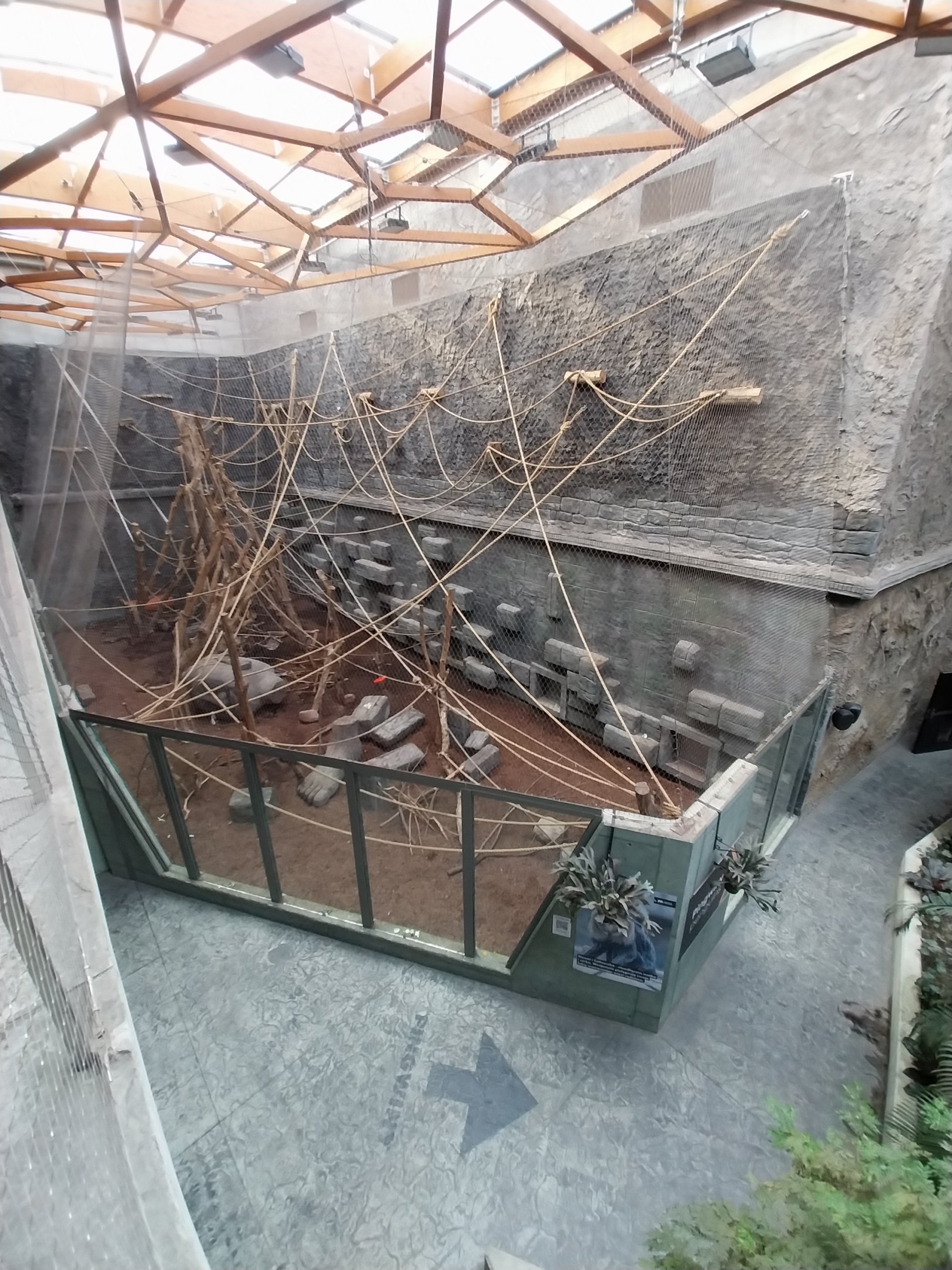 Orientarium - Temple hall - Lion-tailed Macaque (Macaca silenus)