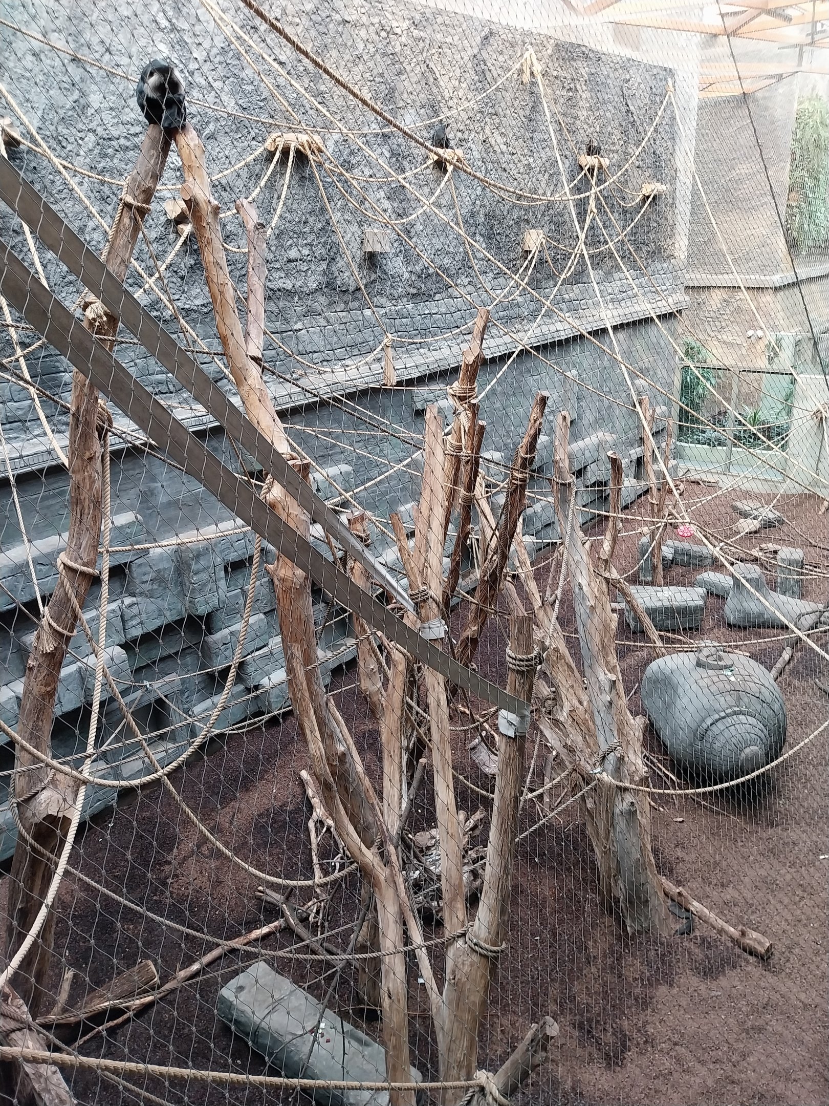 Orientarium - Temple hall - Lion-tailed Macaque (Macaca silenus)