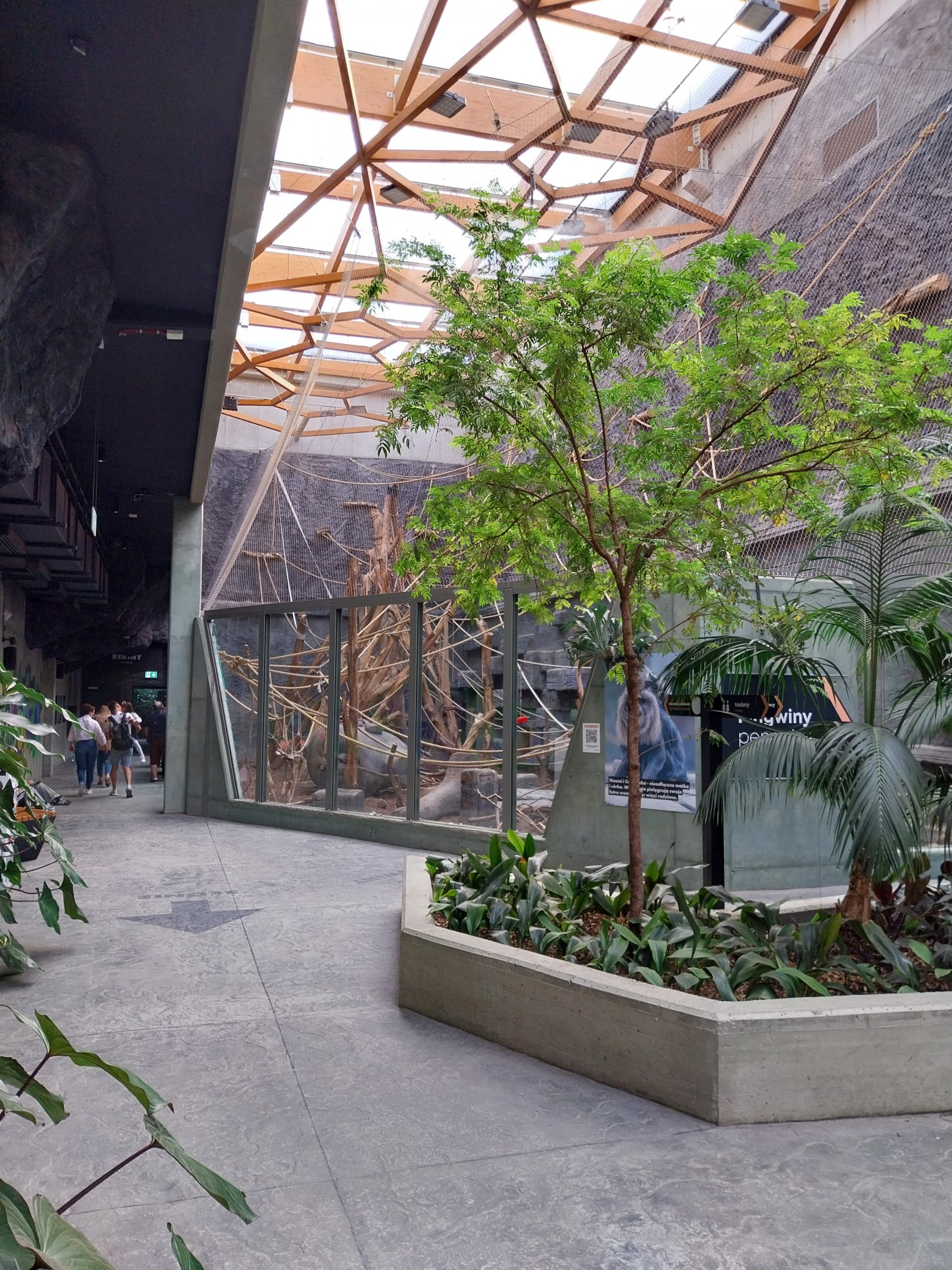 Orientarium - Temple hall - Lion-tailed Macaque (Macaca silenus)