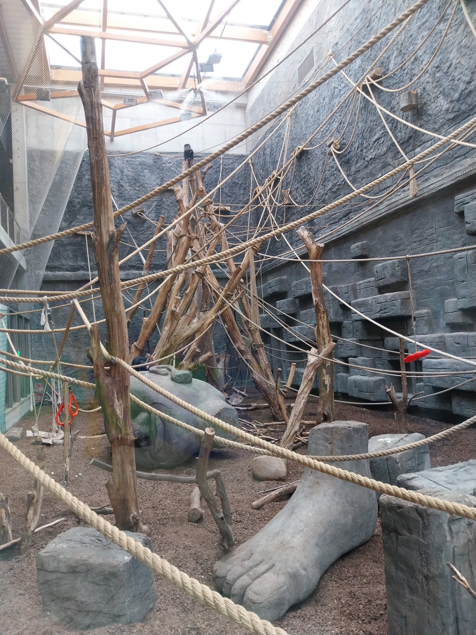 Orientarium - Temple hall - Lion-tailed Macaque (Macaca silenus)