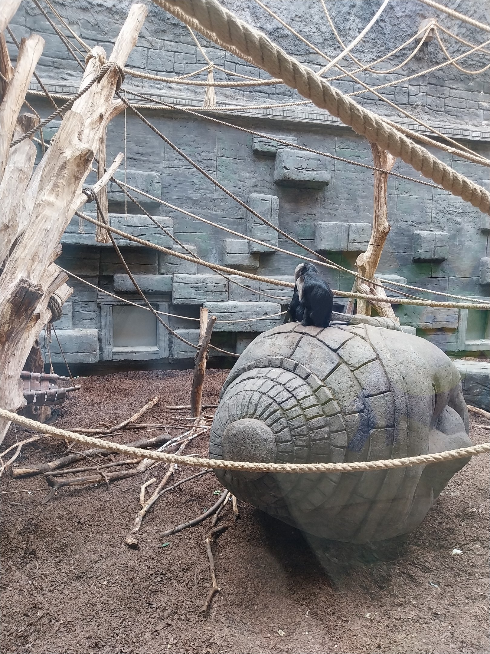 Orientarium - Temple hall - Lion-tailed Macaque (Macaca silenus)
