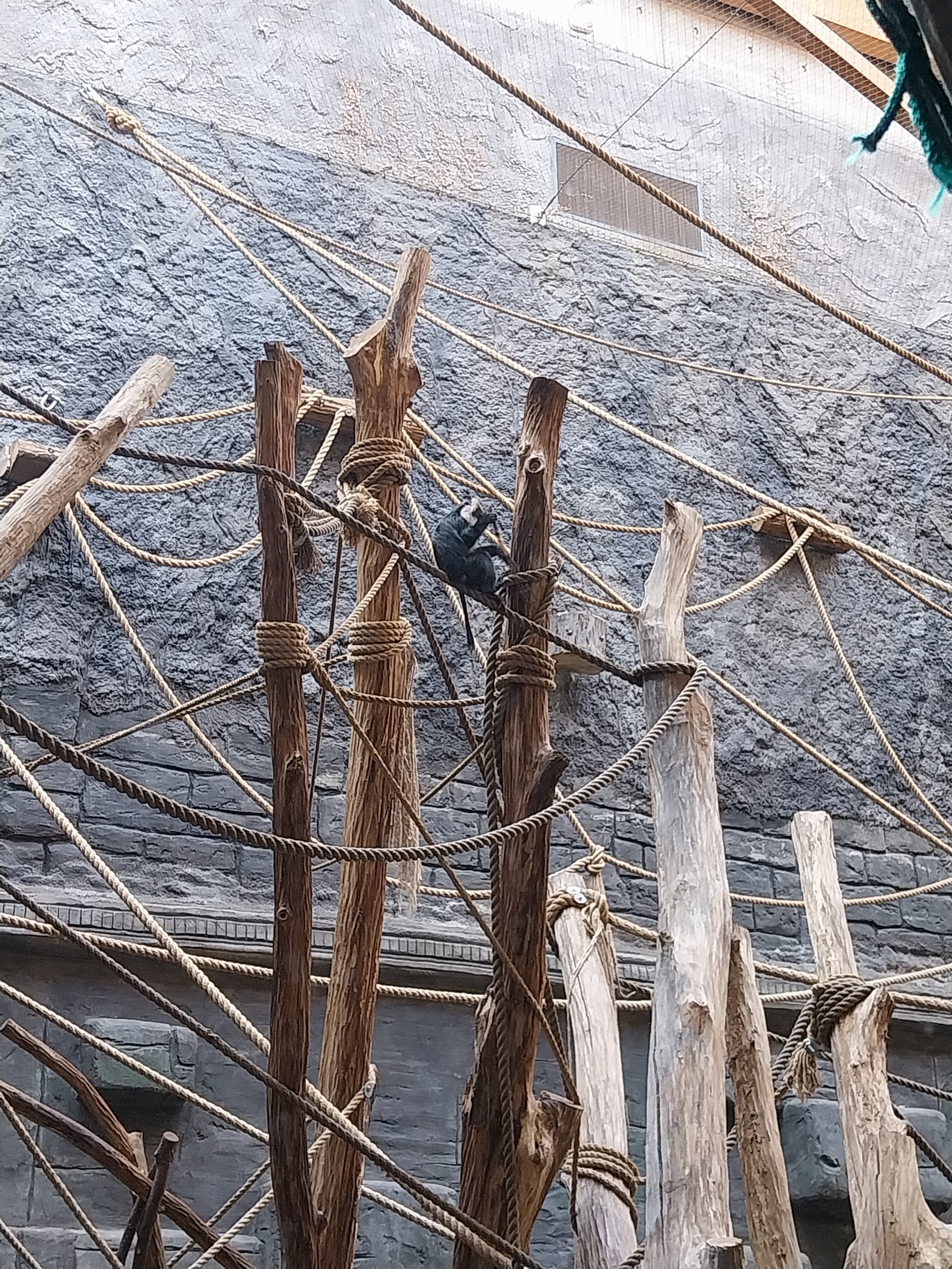 Orientarium - Temple hall - Lion-tailed Macaque (Macaca silenus)