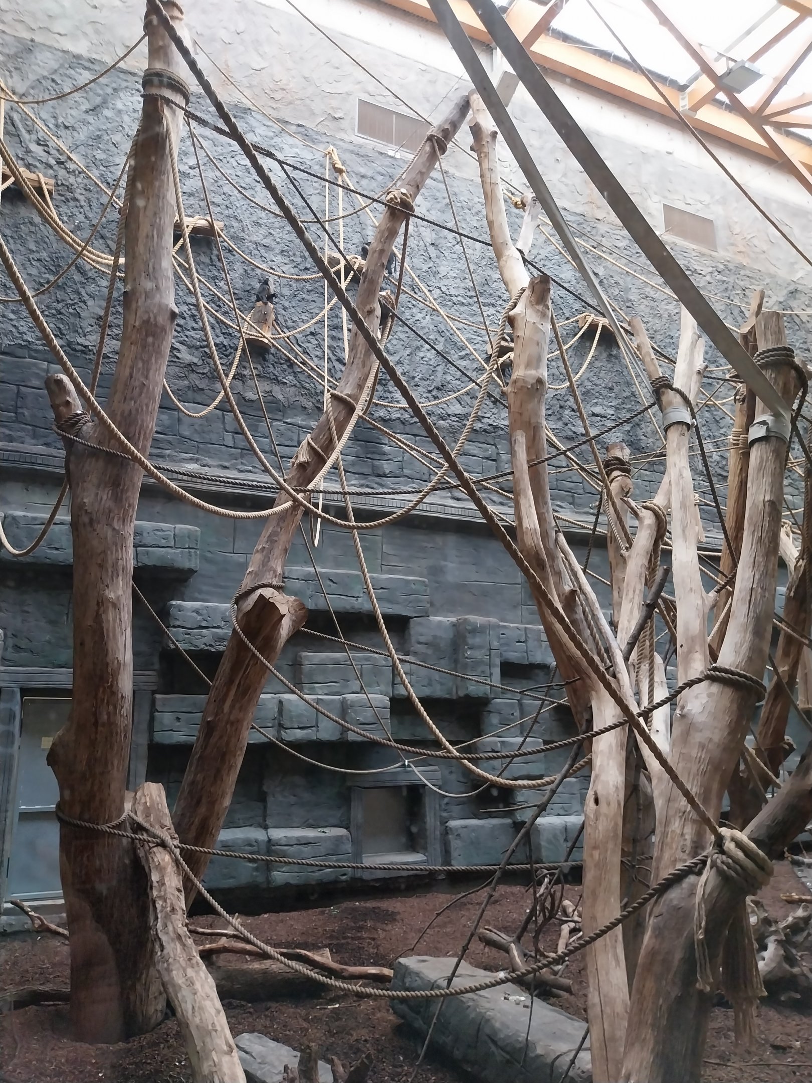 Orientarium - Temple hall - Lion-tailed Macaque (Macaca silenus)