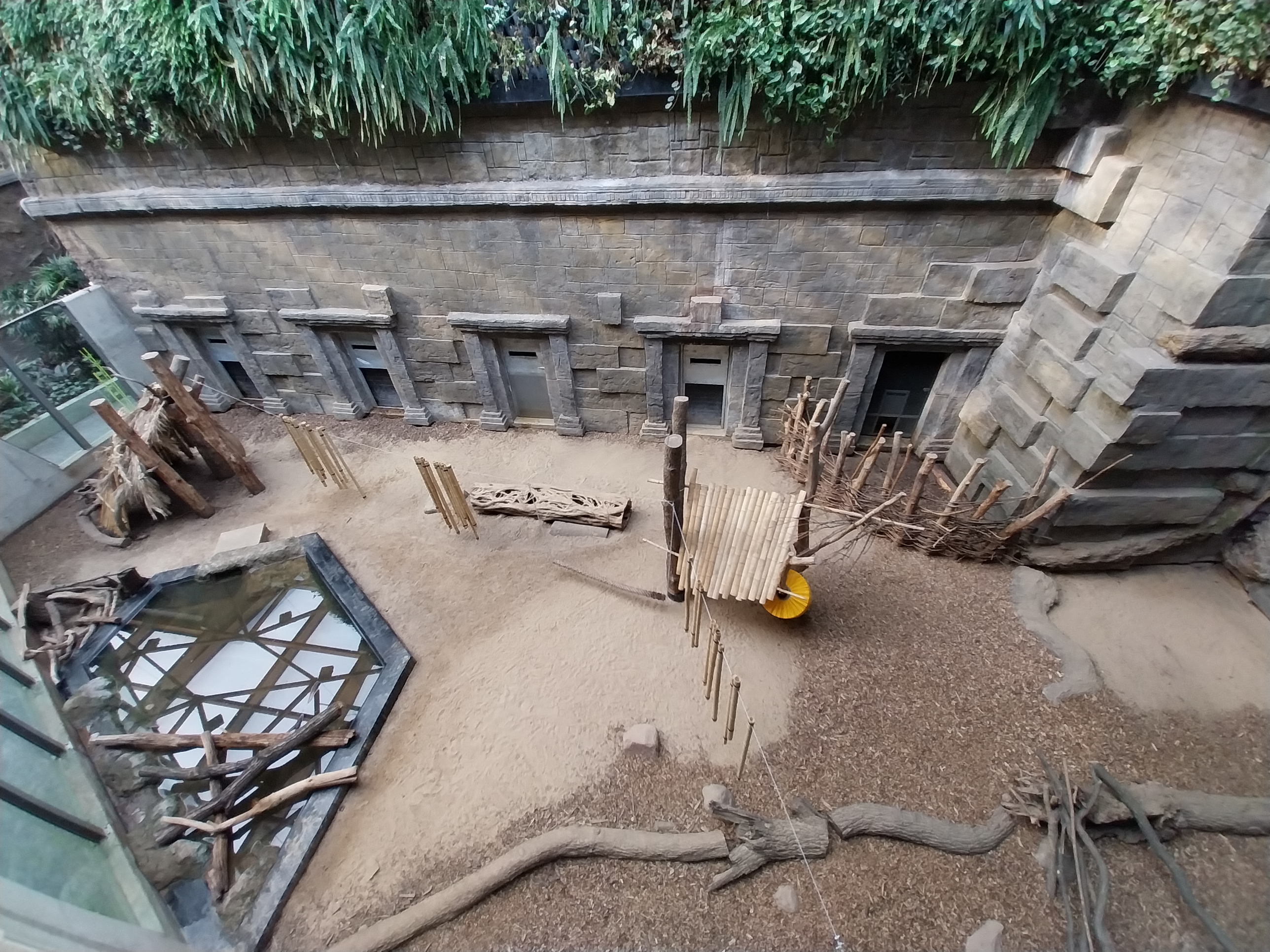 Orientarium - Temple hall - Malayan Tapir (Tapirus indicus) and Asian Small-clawed Otter (Aonyx cinerea)