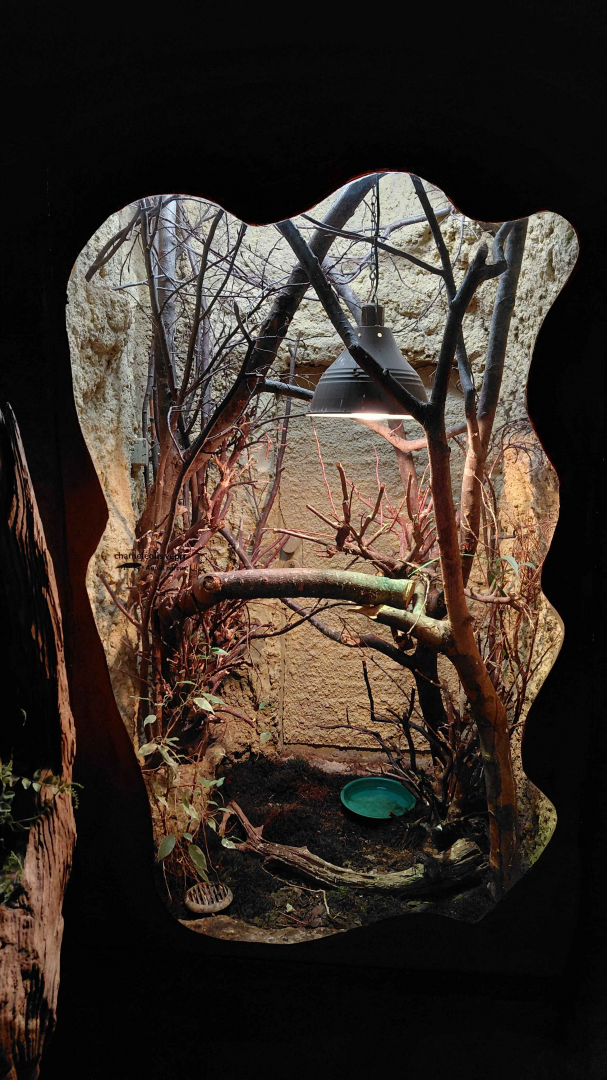 Oriente bearded anole exhibit