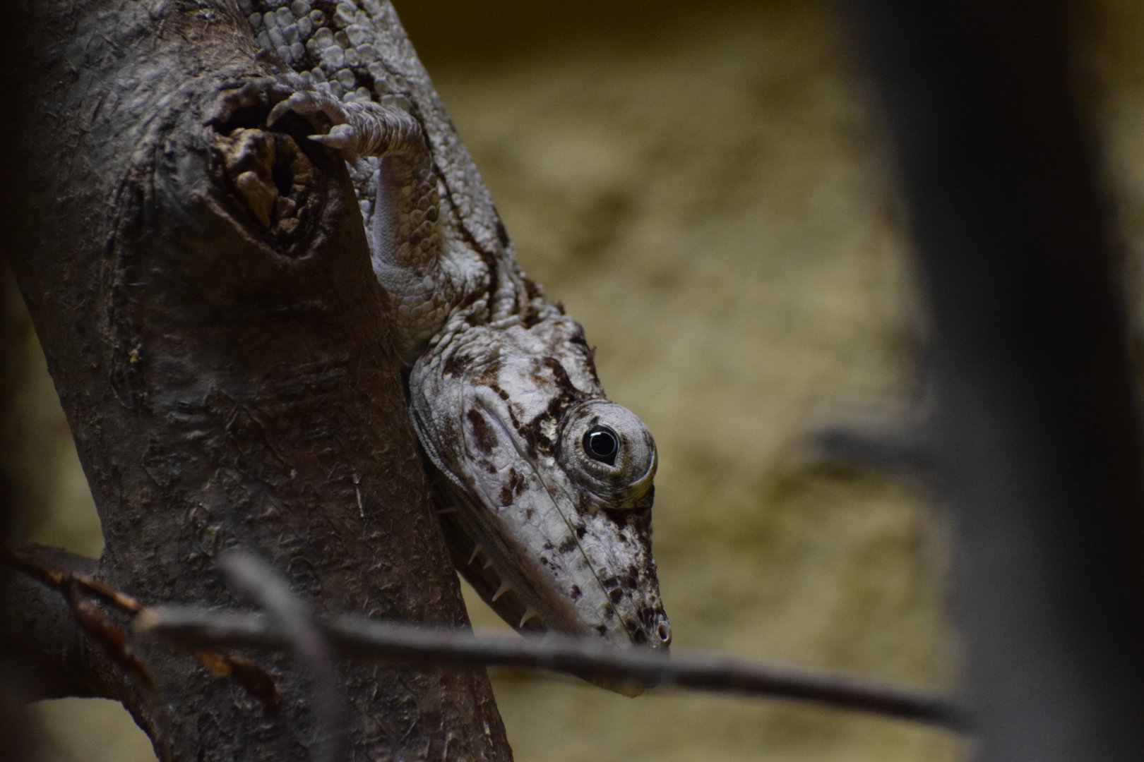 Oriente bearded anole - February 2024