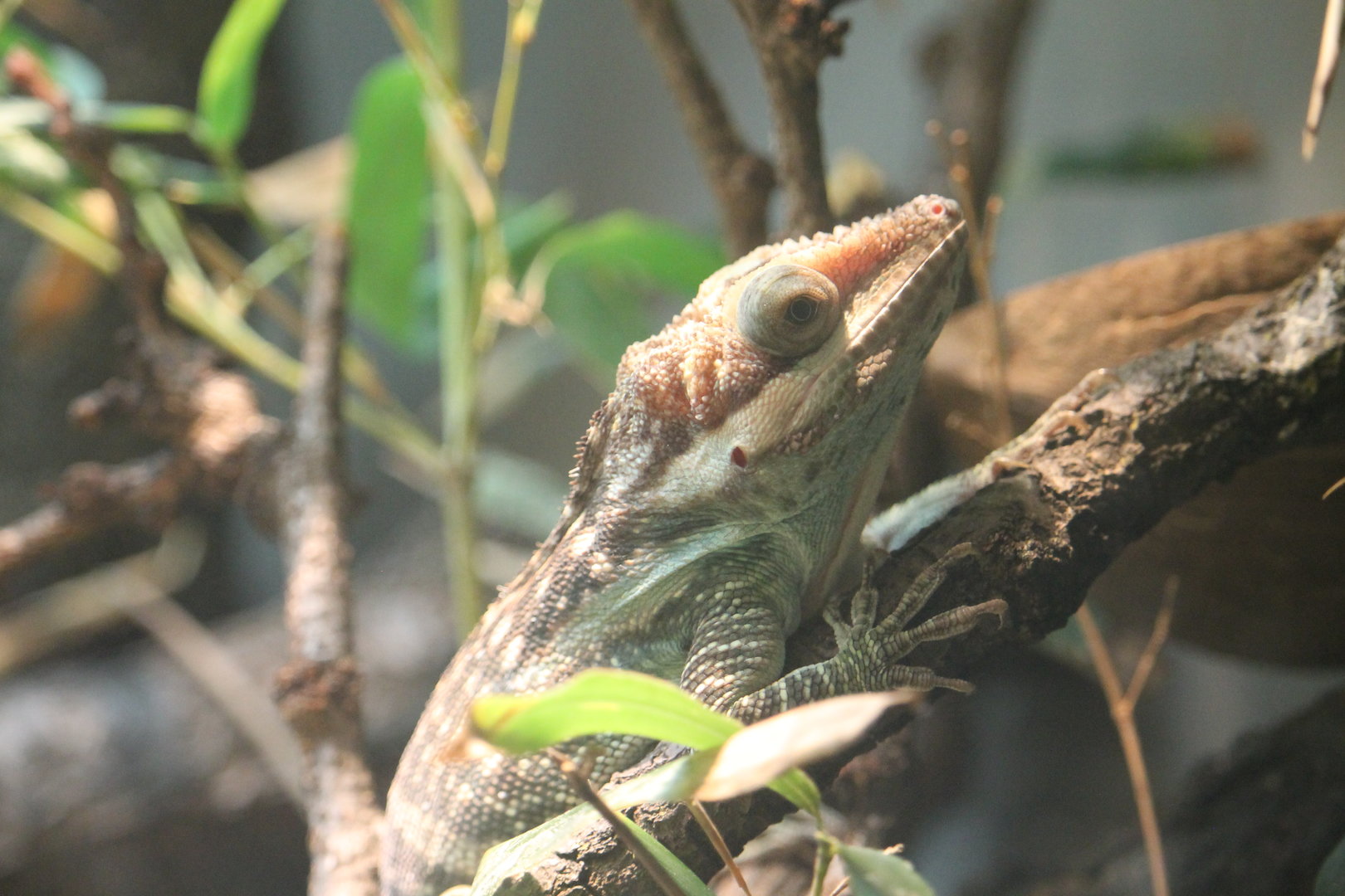 Oriente Knight Anole (Anolis smallwoodi)