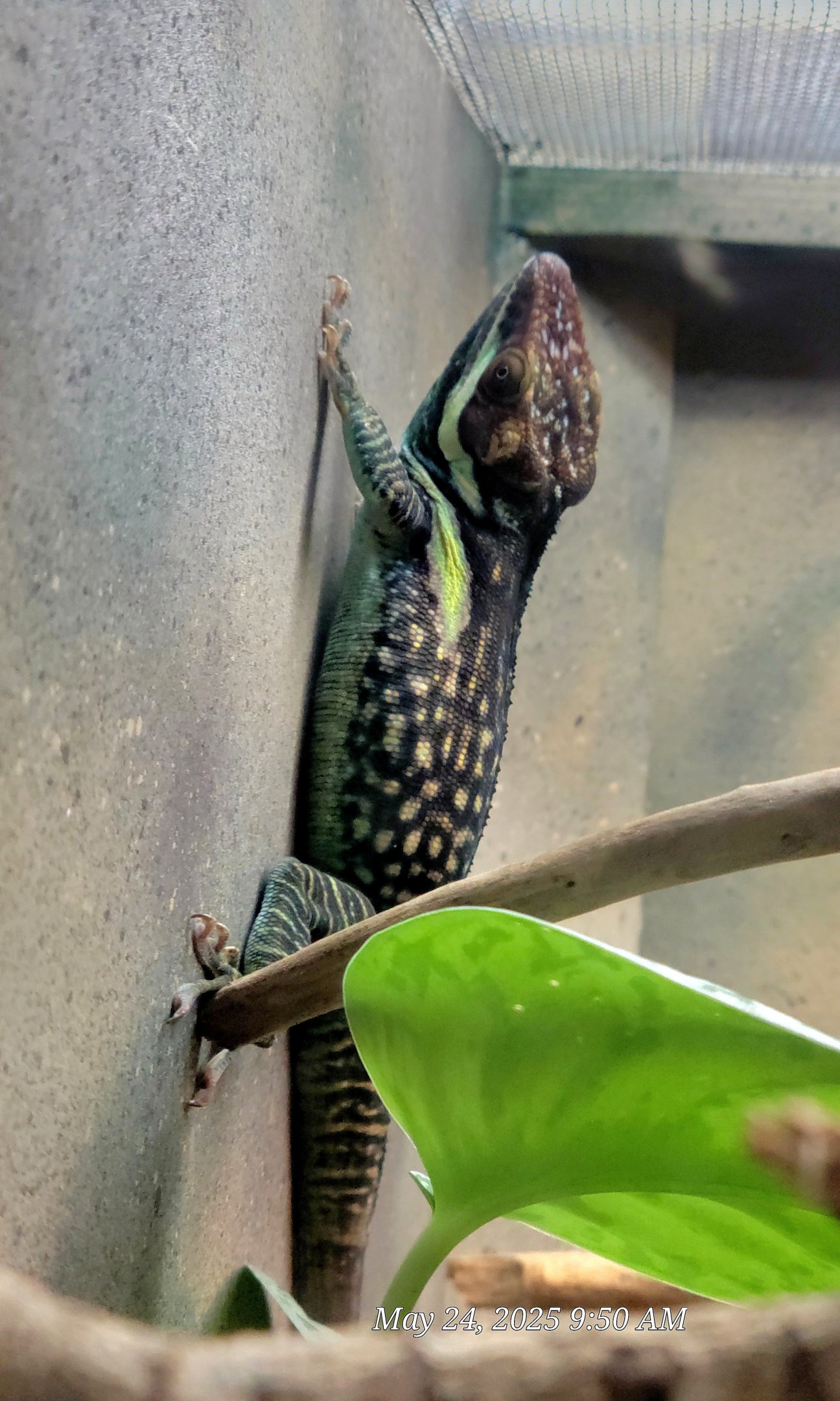 Oriente Knight Anole-Greenville Zoo