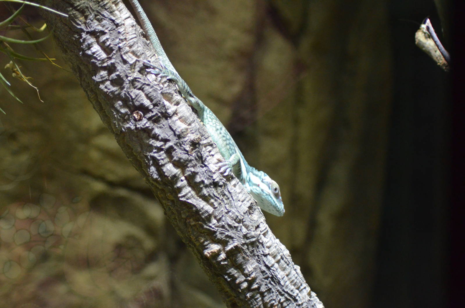 Oriente Knight Anole