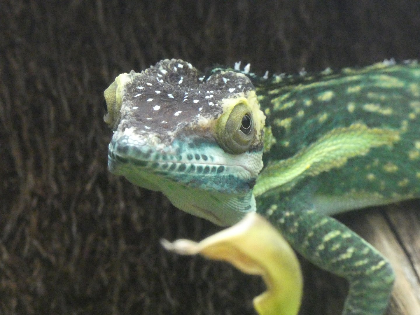 Oriente knight anole