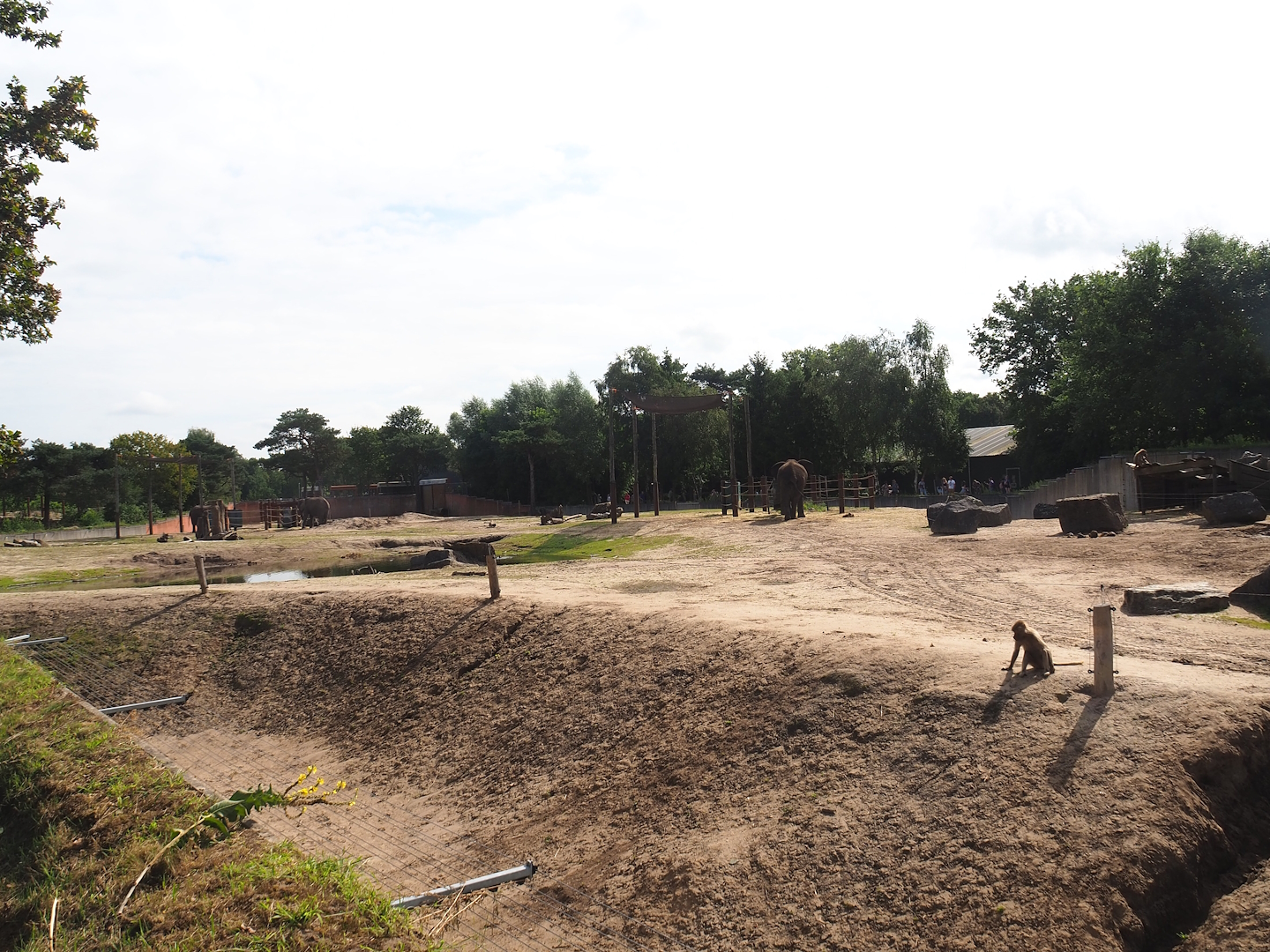 Original African bush elephant and Hamadryas baboon exhibit, now housing non-breeding elephant herd, 2023-08-15