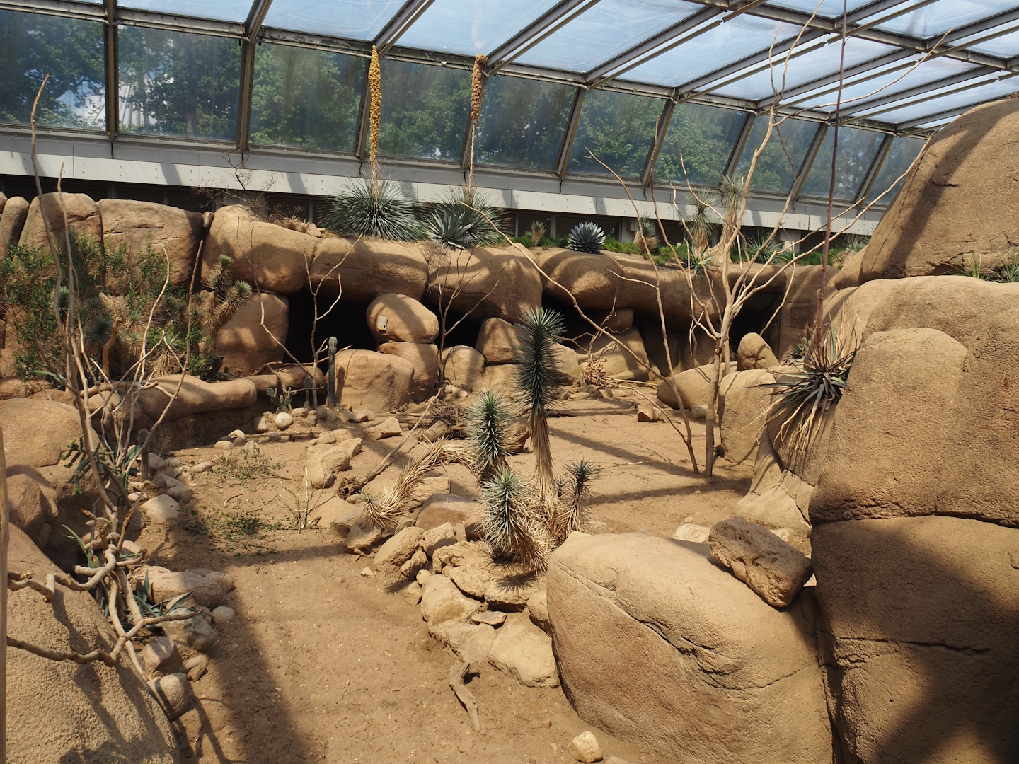 Original collared peccary exhibit, 2025-05-17