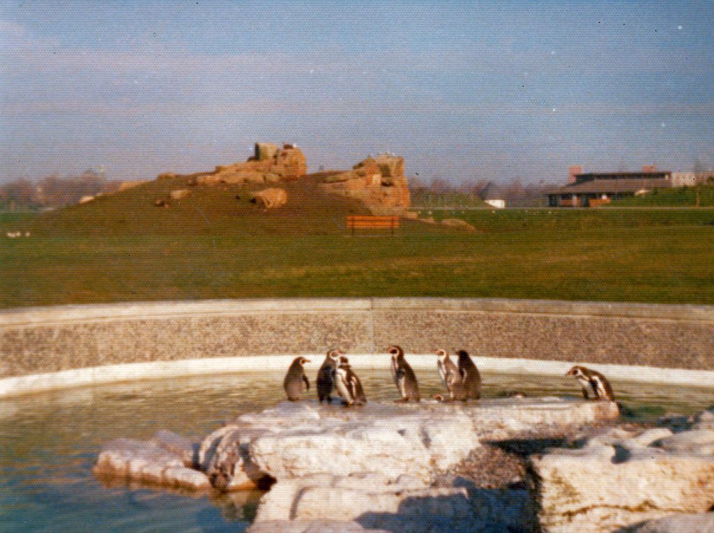 Original penguin pool