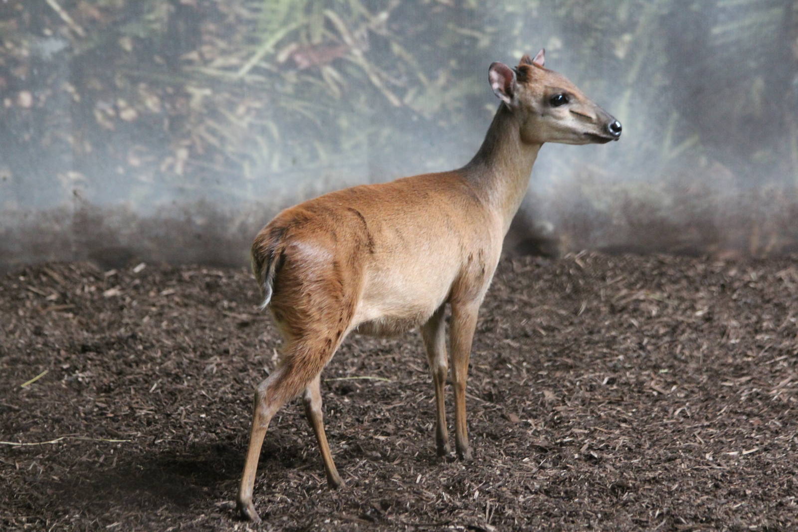 Original Red Forest Duiker image (pre-edit)