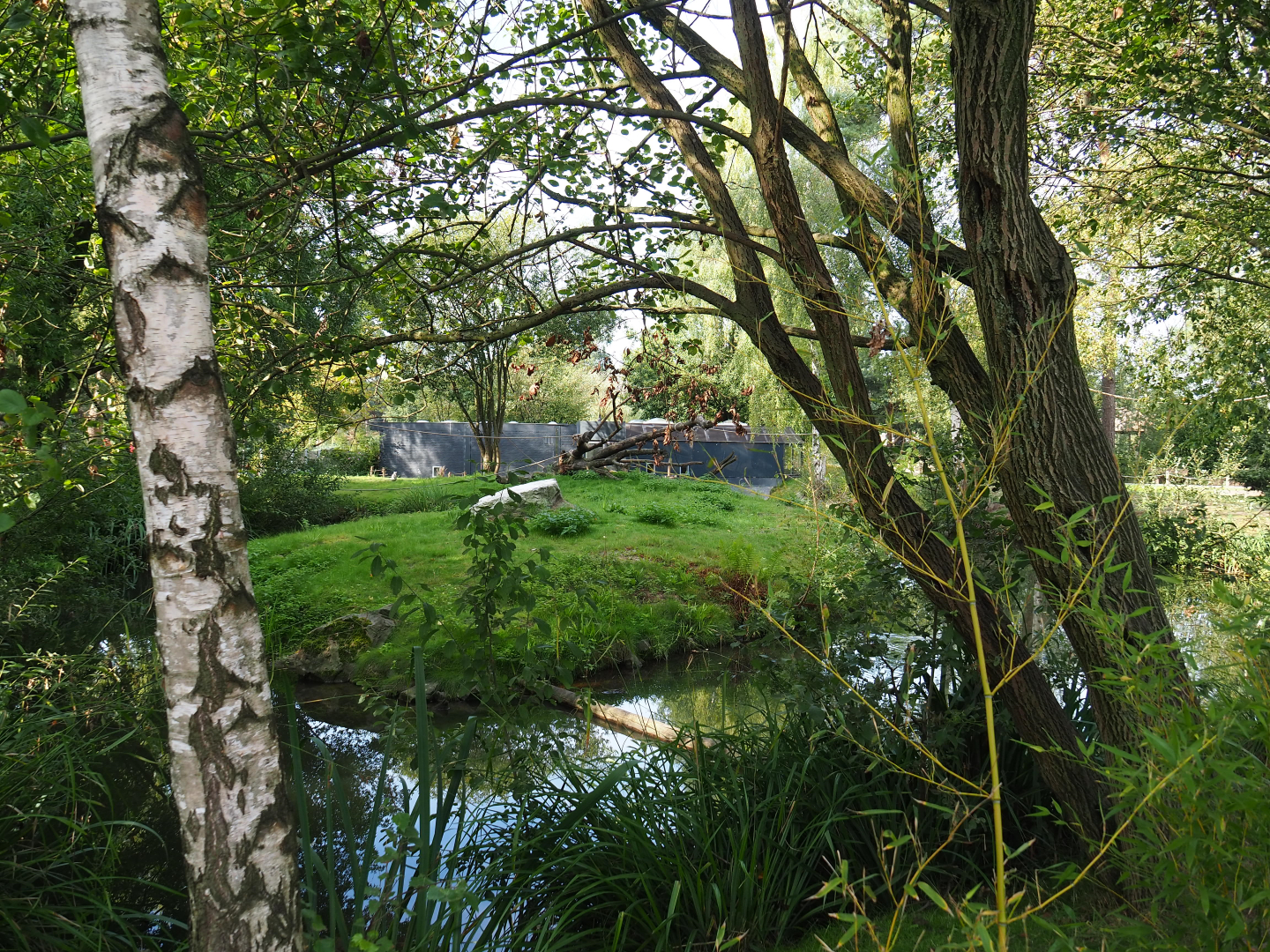 Original ring-tailed lemur island - Now refuge area within walk-through area, 2019-09-15