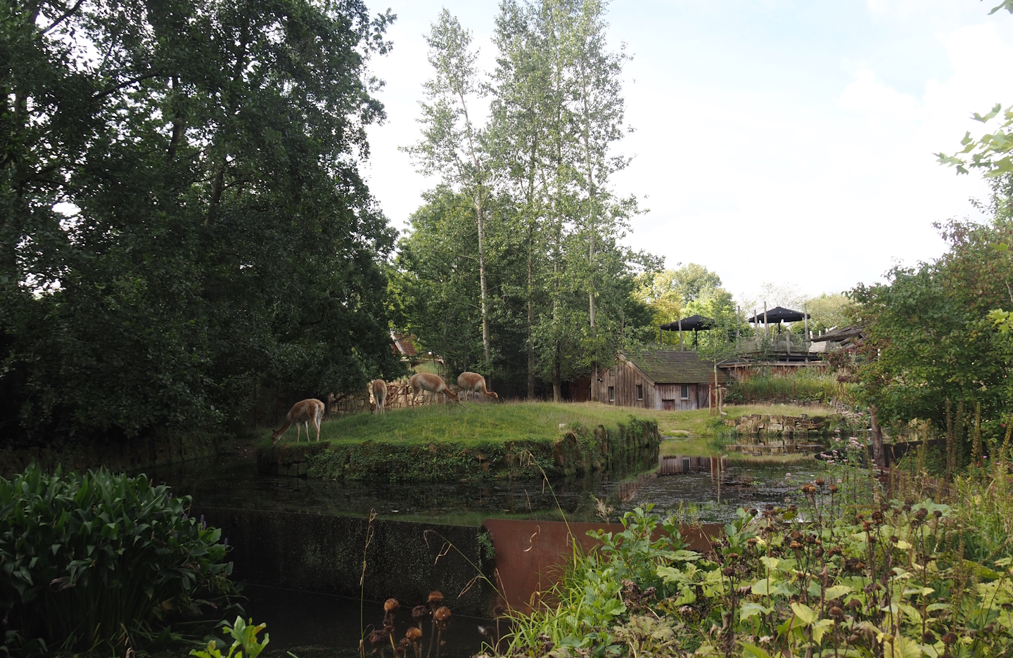 Original South American tapir exhibit, now part of mixed exhibit with South American tapir, Vicunã and Lesser rhea, 2024-08-21