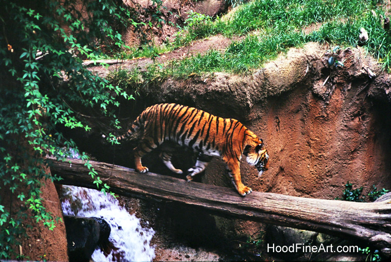 Original Tiger River