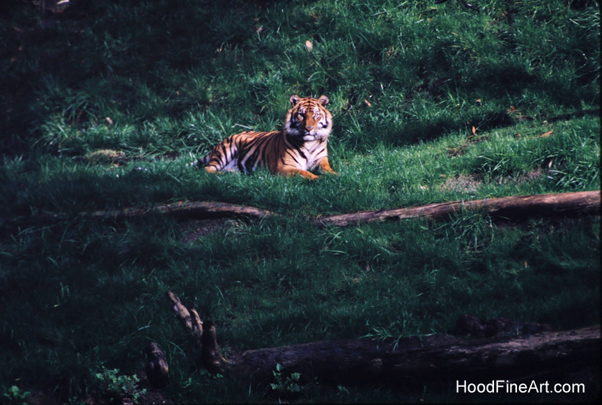 Original Tiger River