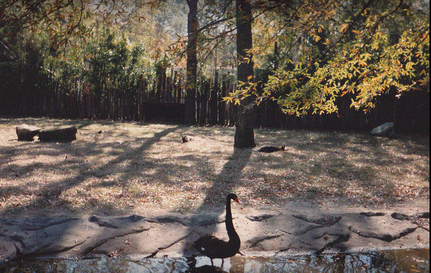 Original Wallaby Yard