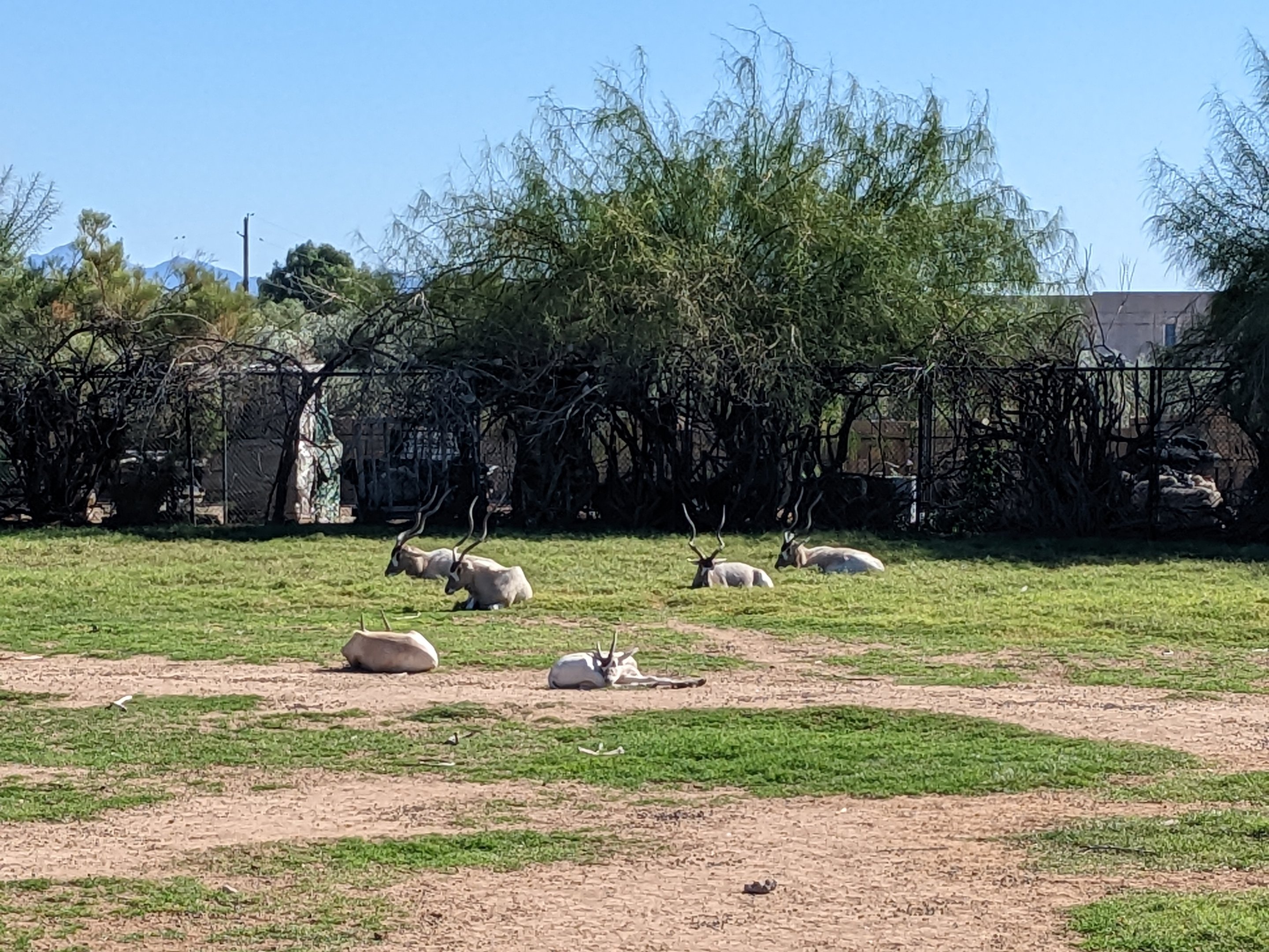 Original Zoo - Addax