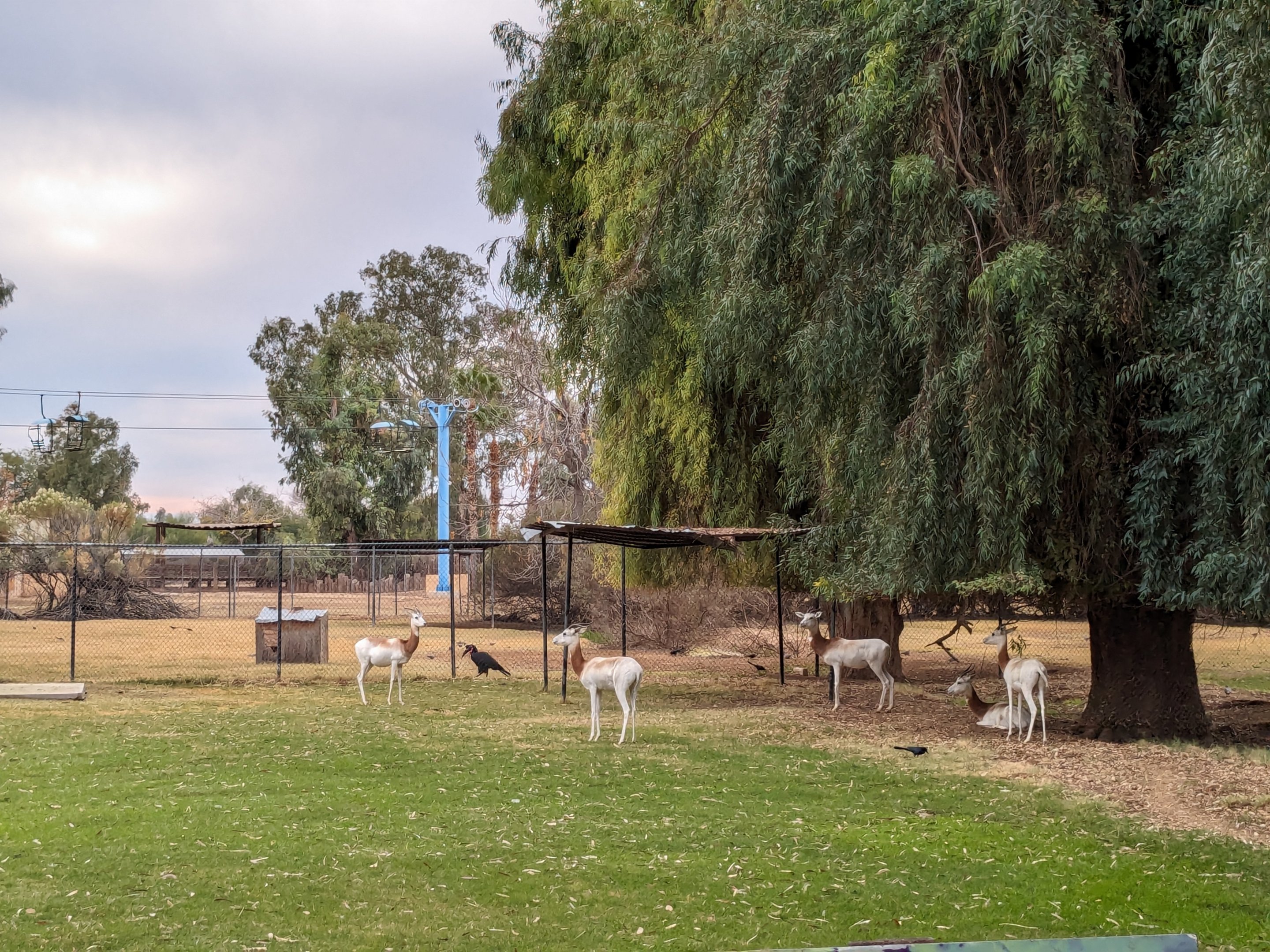 Original Zoo - Addra/Dama gazelle