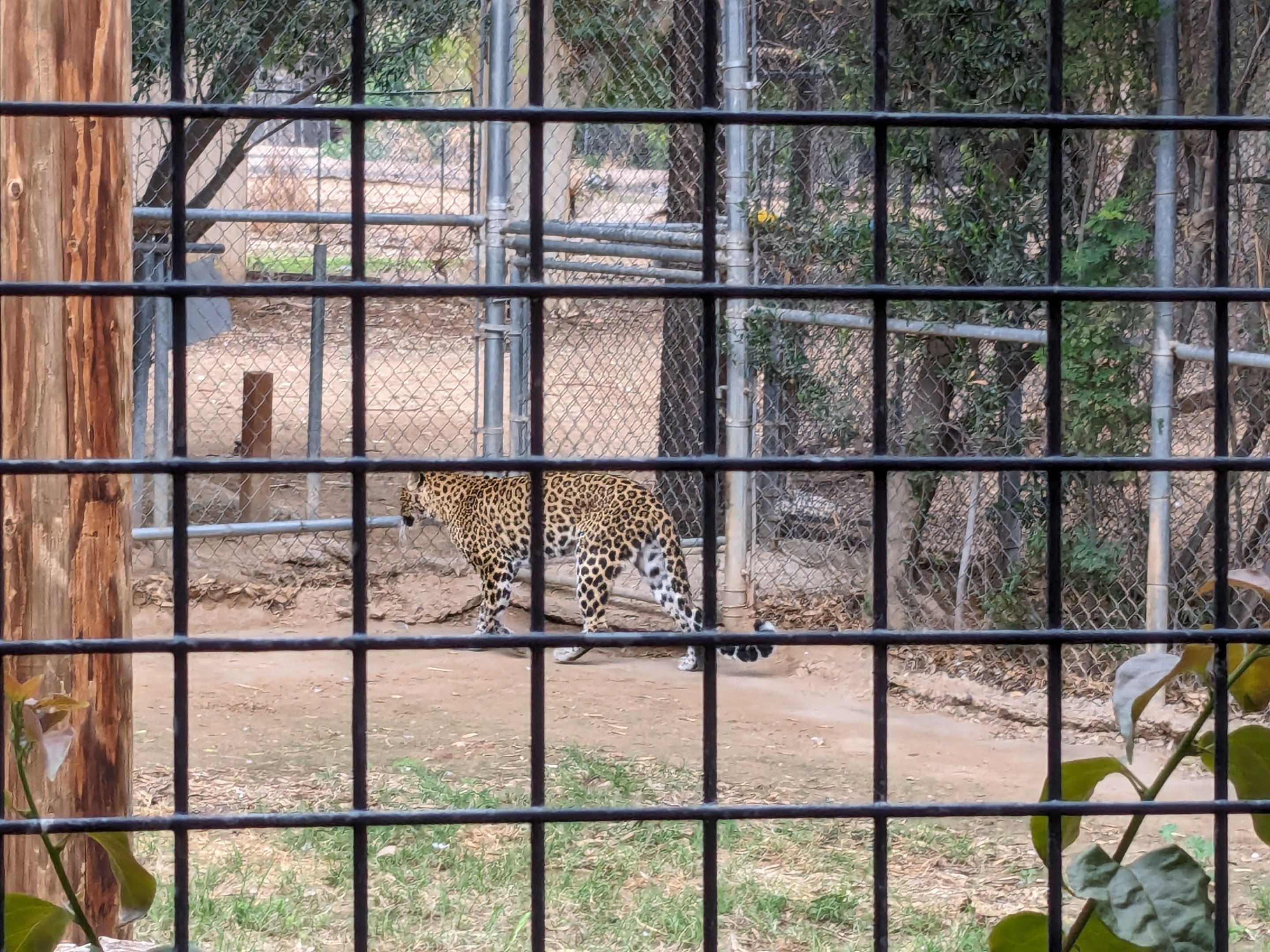 Original Zoo - "African" Leopard