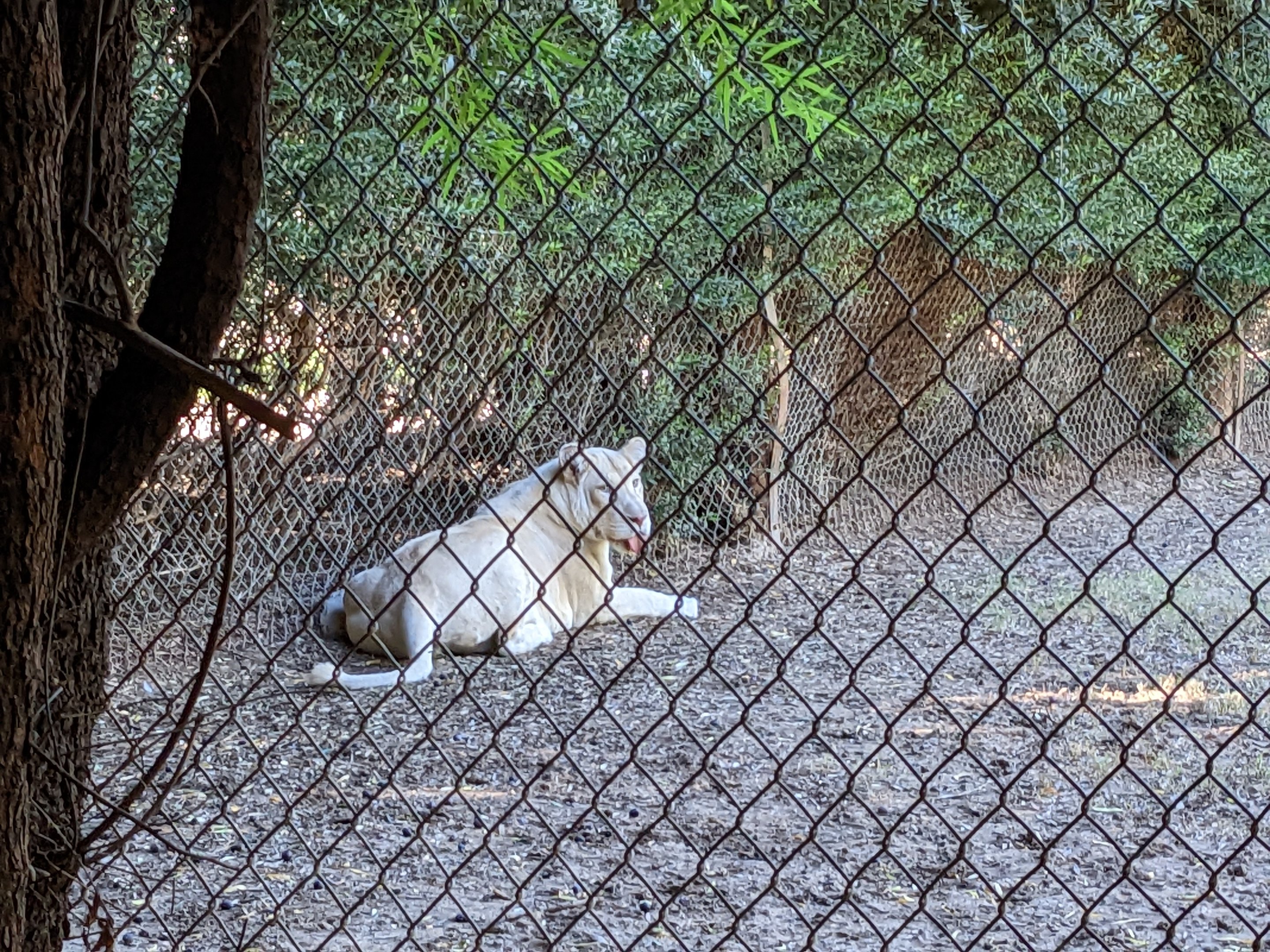 Original Zoo - African lion