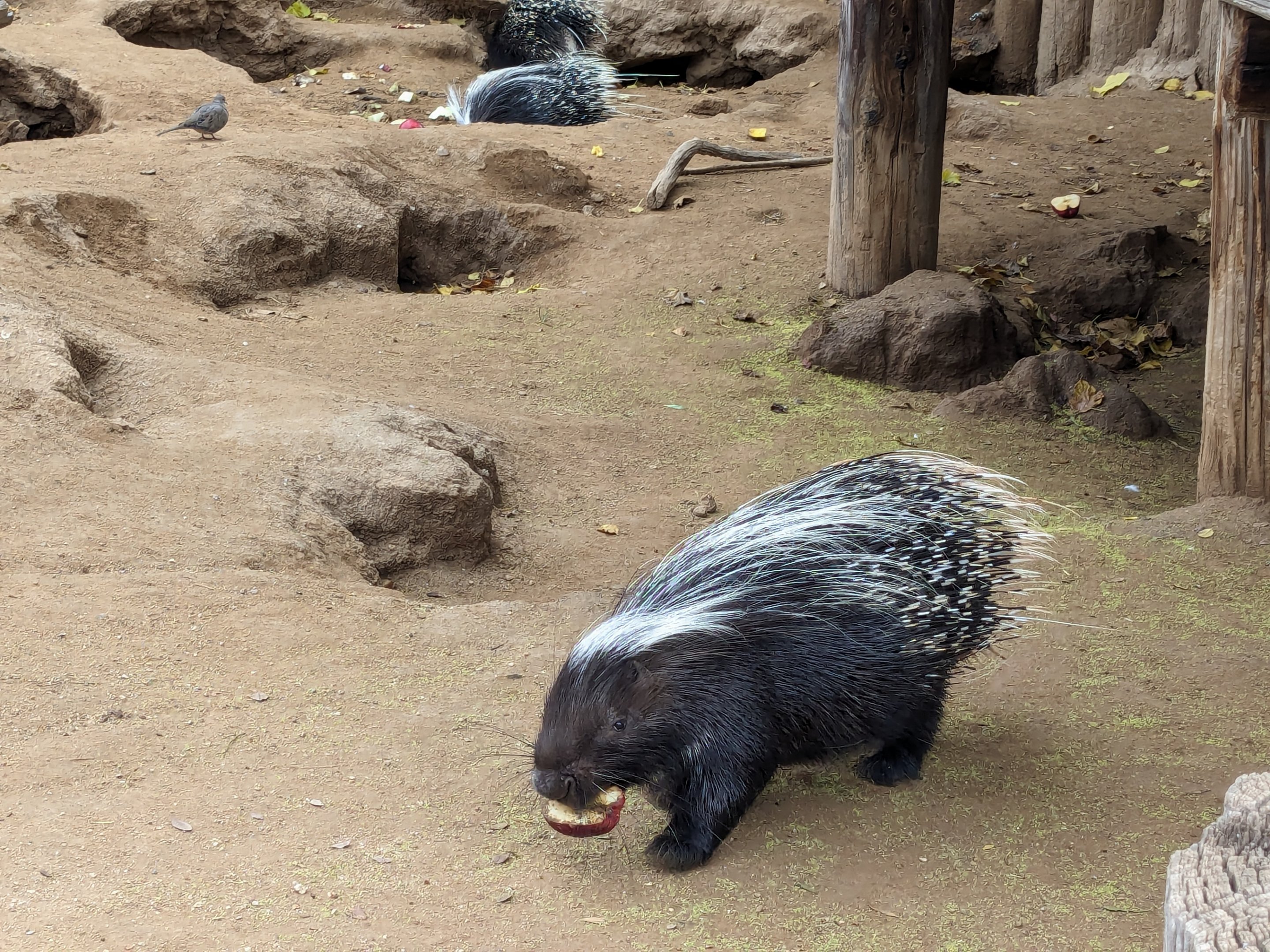 Original Zoo - African porcupines (3)