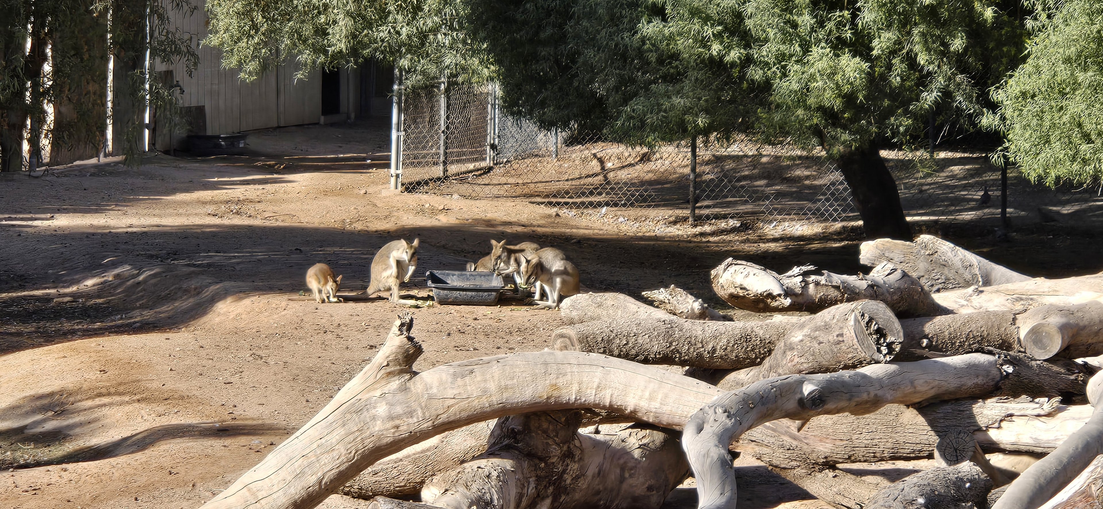 Original Zoo - -Agile wallaby