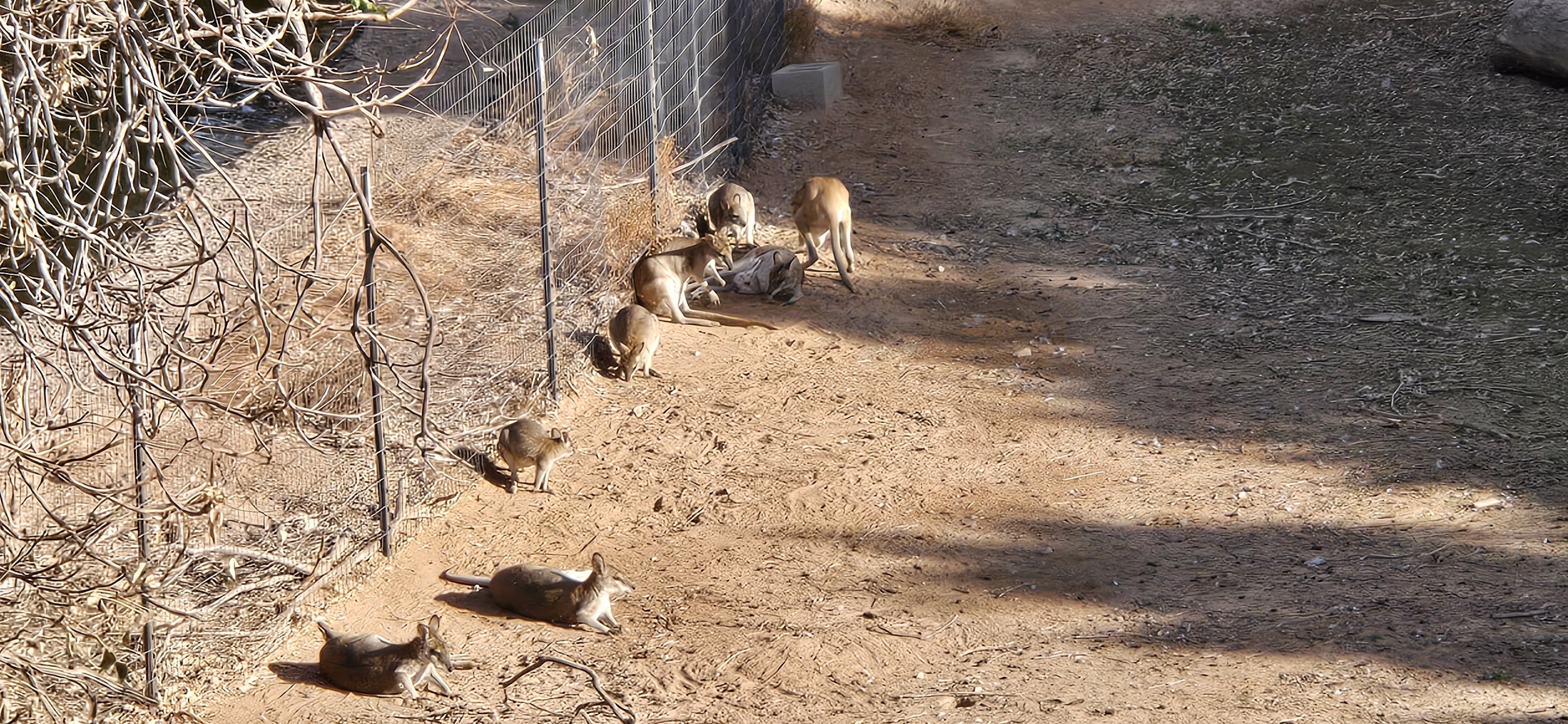Original Zoo - -Agile wallaby