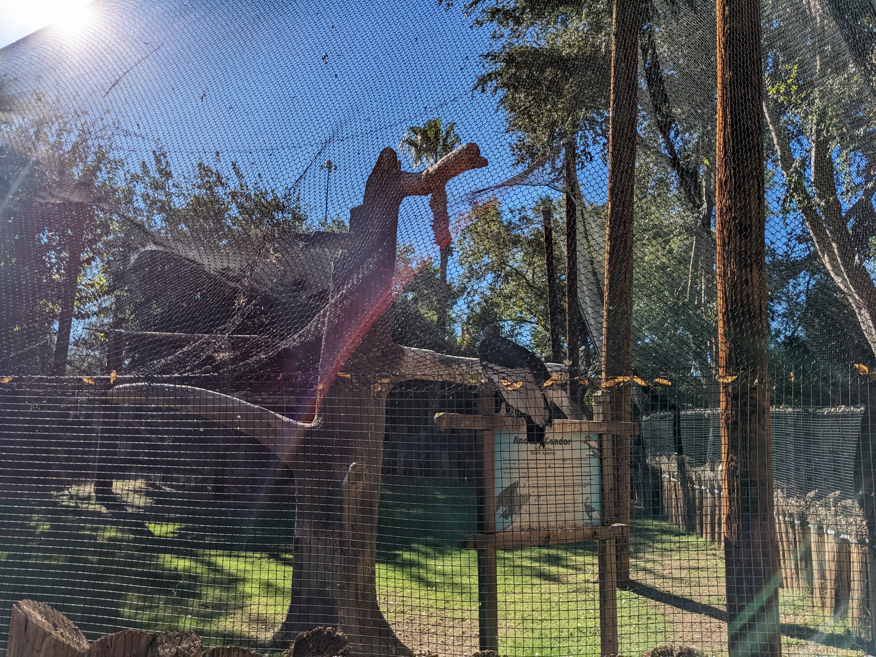 Original Zoo - Andean condor aviary