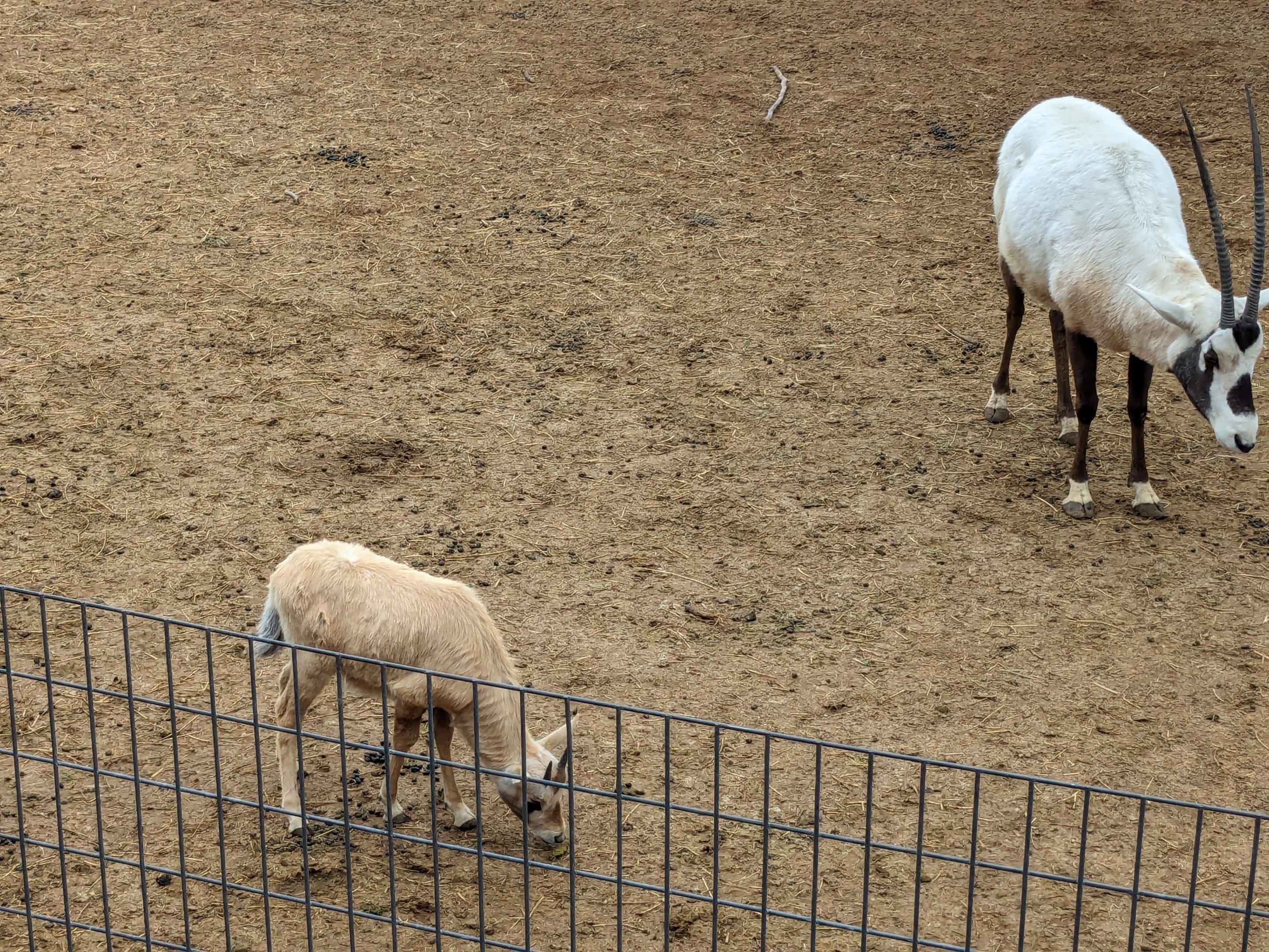 Original Zoo - Arabian Oryx with calf