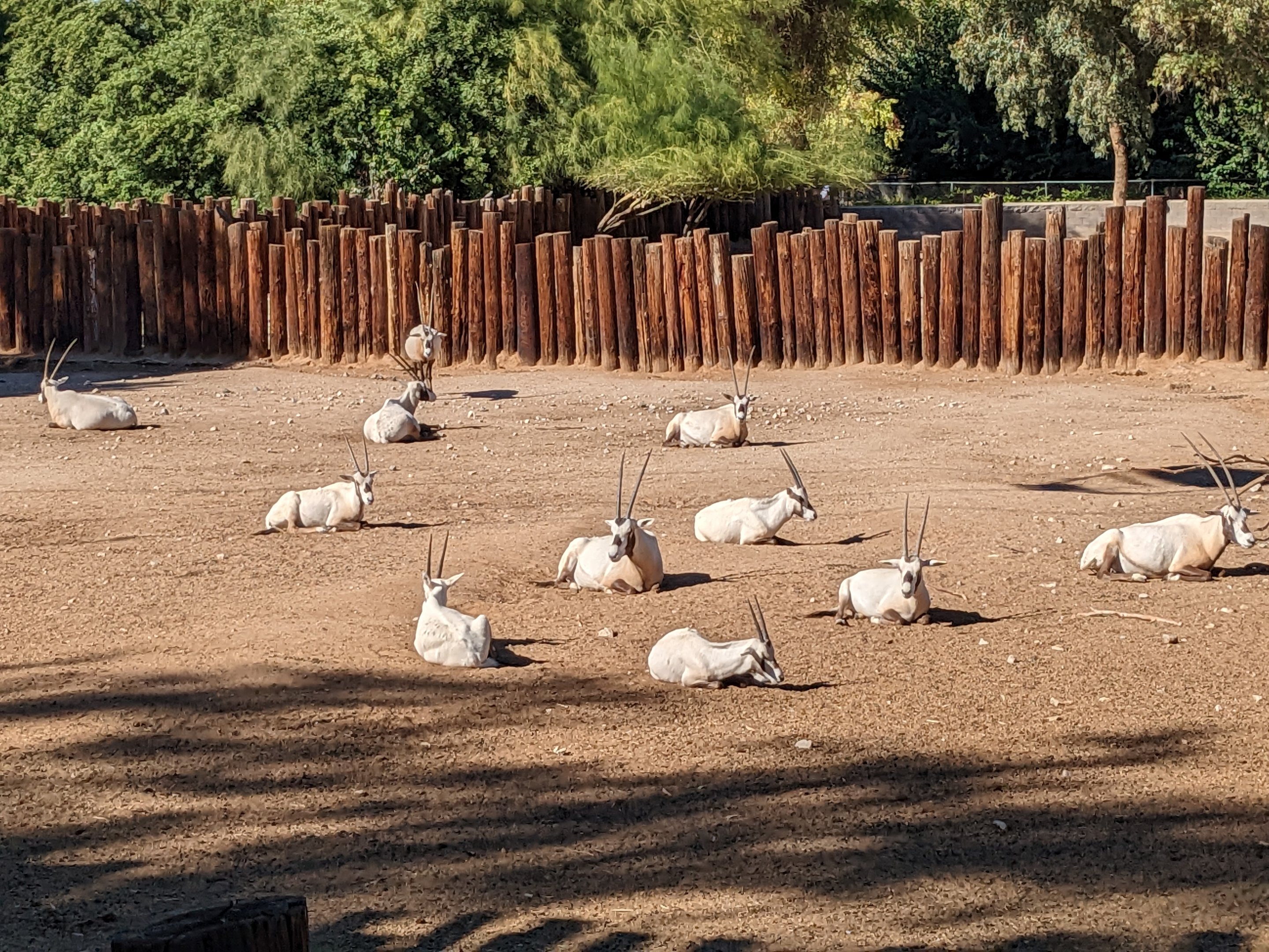 Original Zoo - Arabian oryx