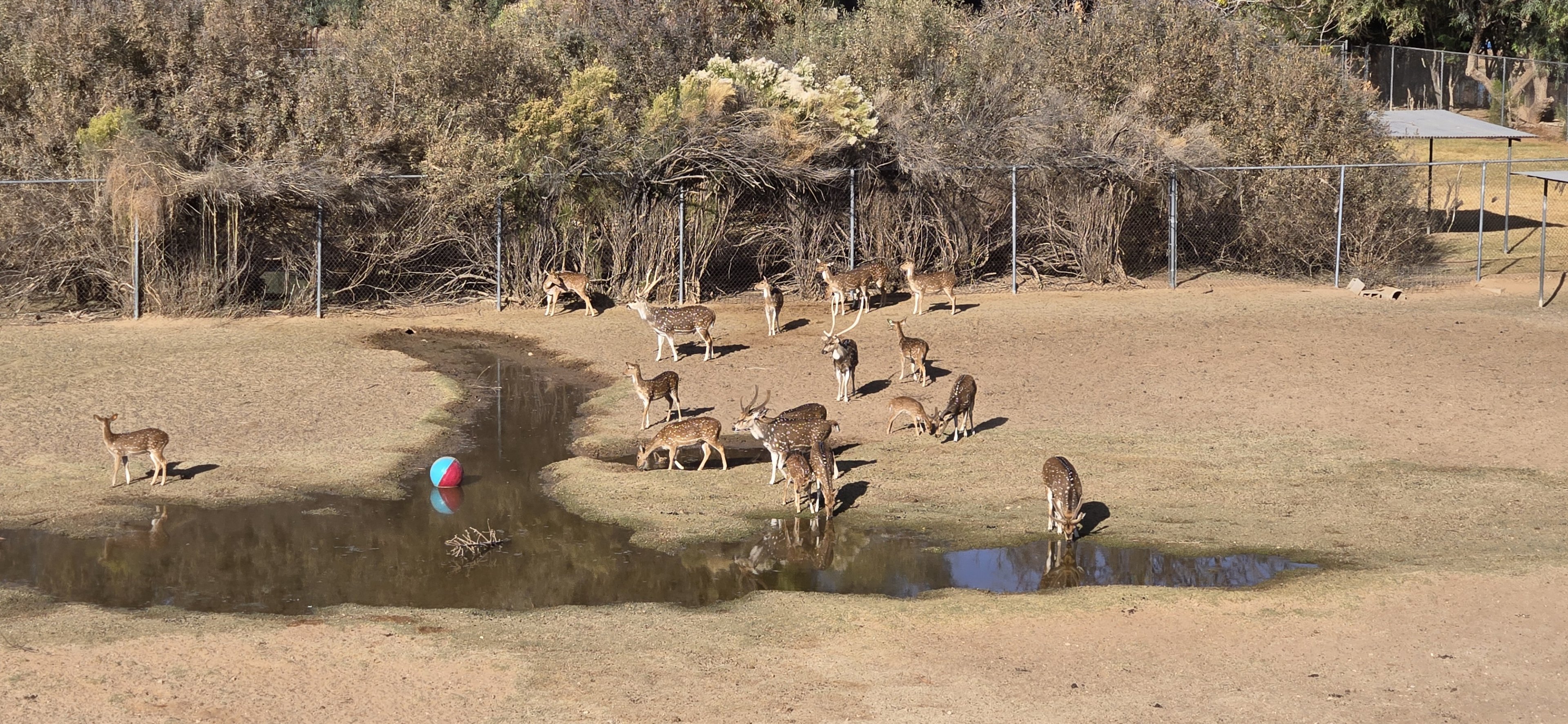 Original Zoo - -Axis Deer