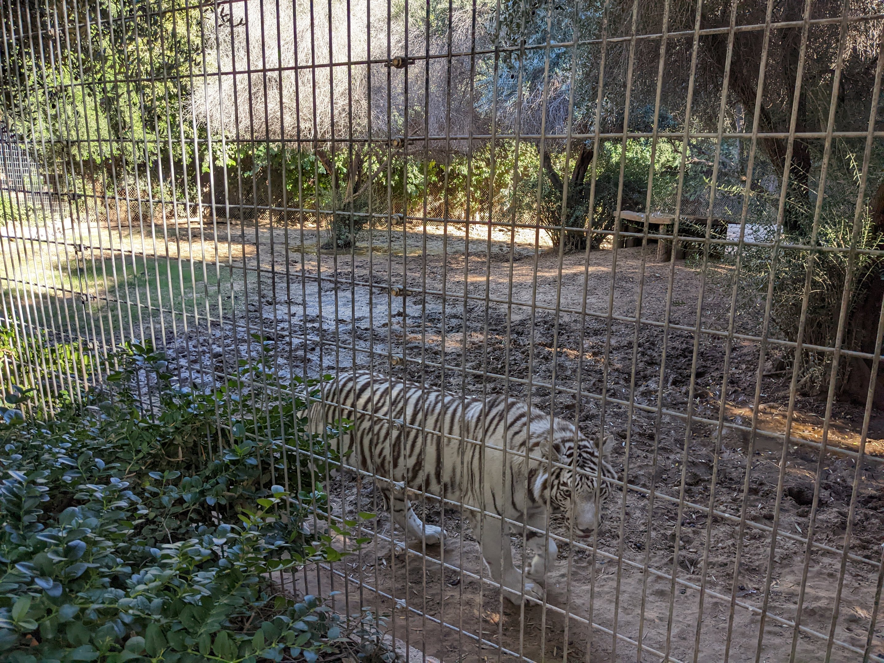Original Zoo - "Bengal" Tigers